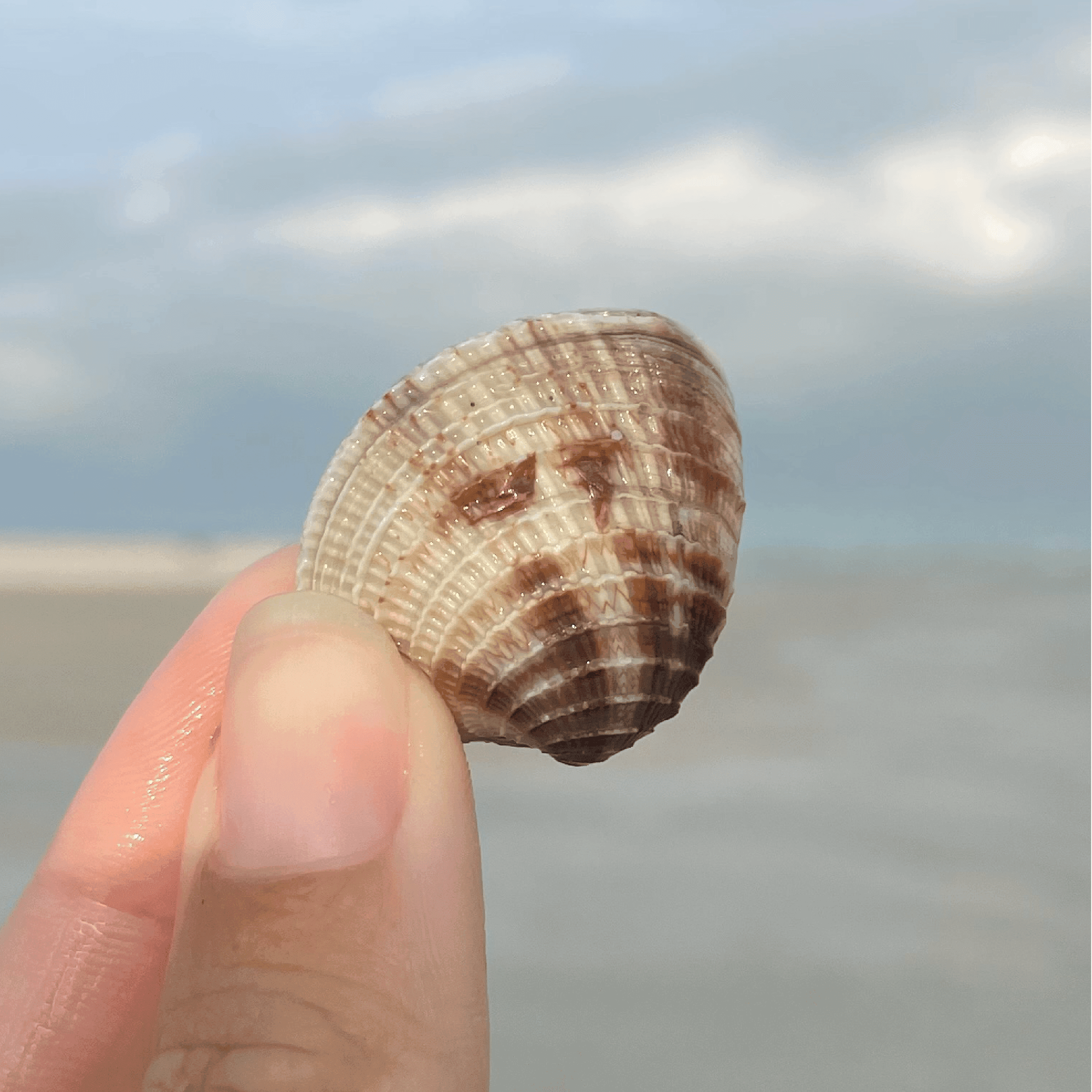 Cross Barred Venus Sea Shell