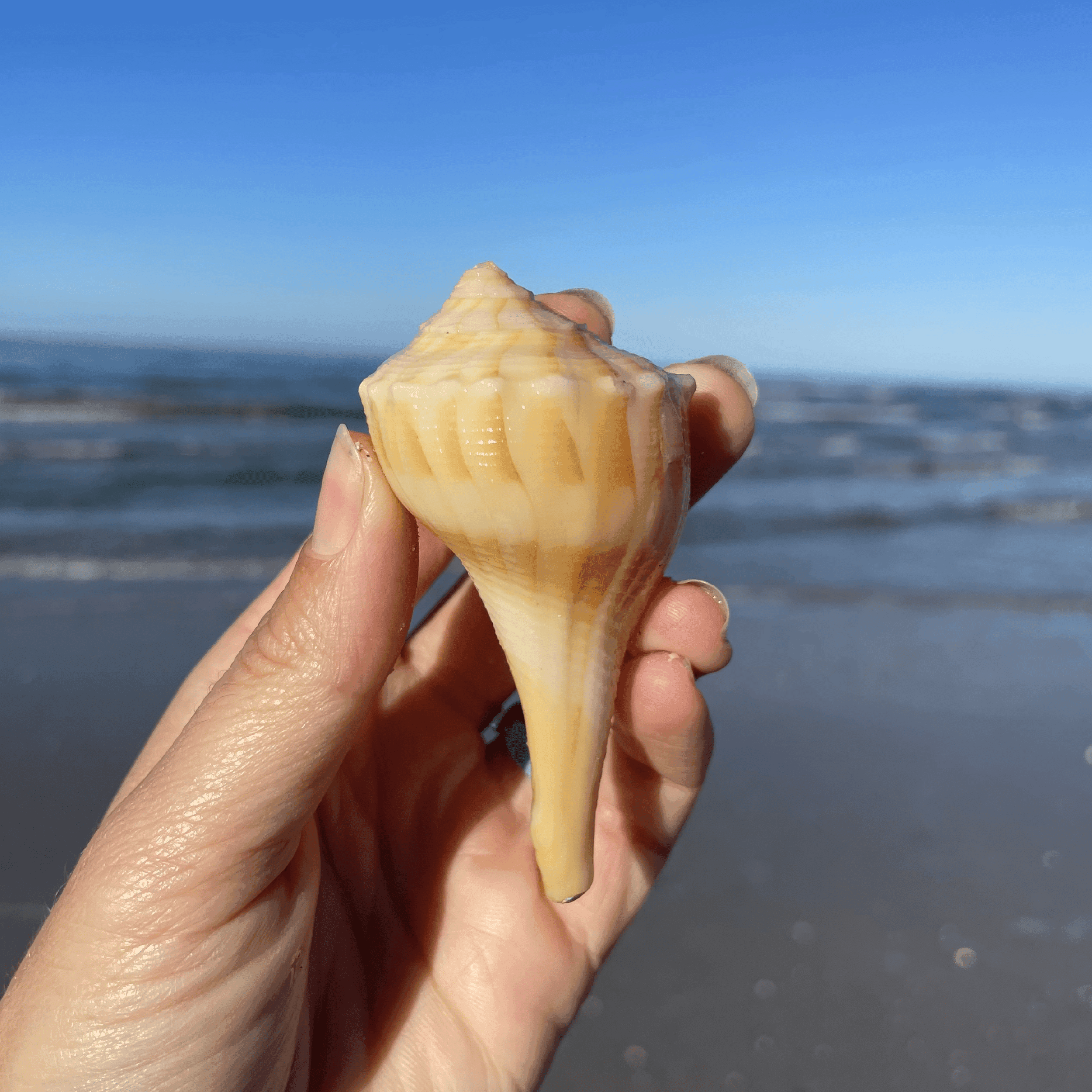 Lightning Whelk Shell