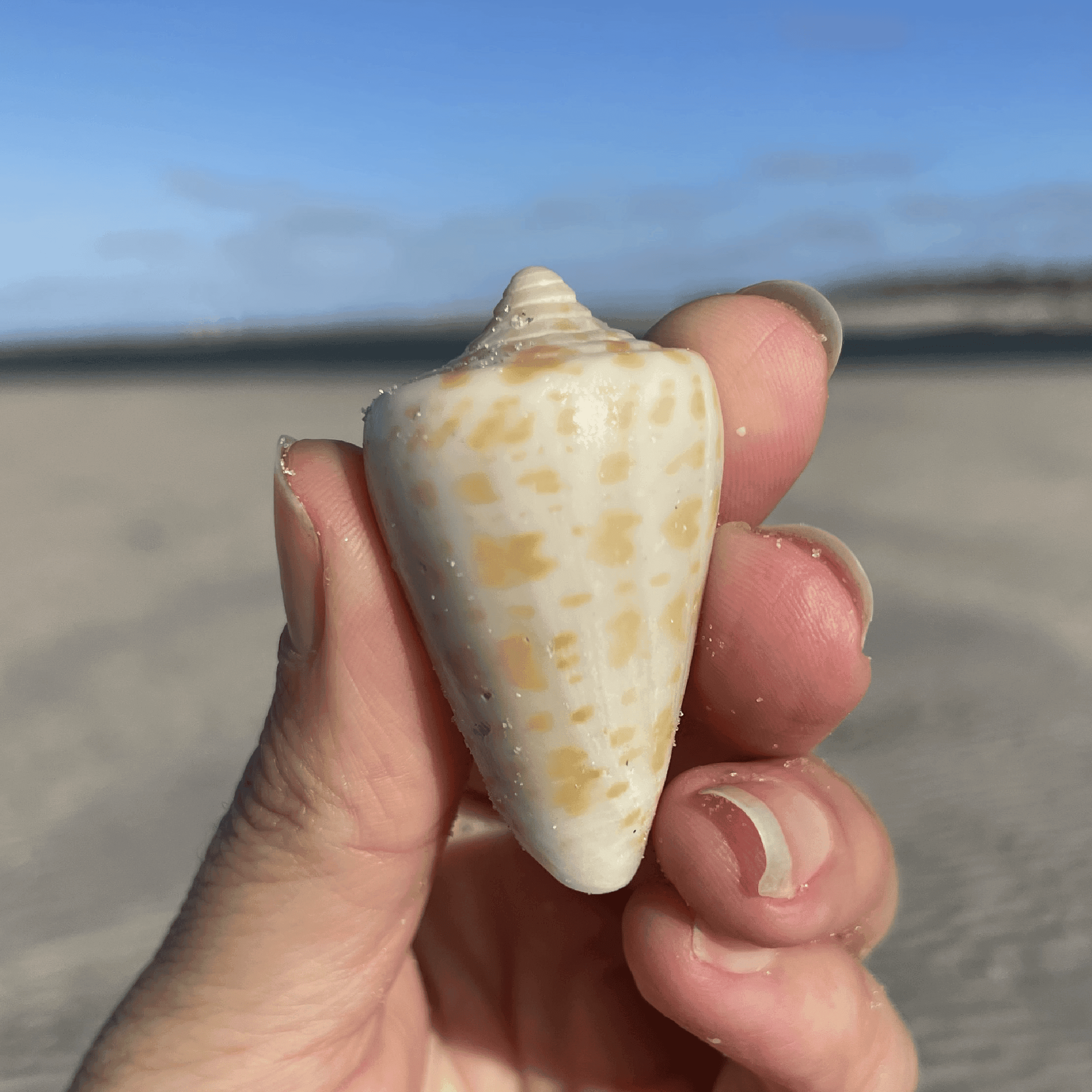 Alphabet Cone Shell