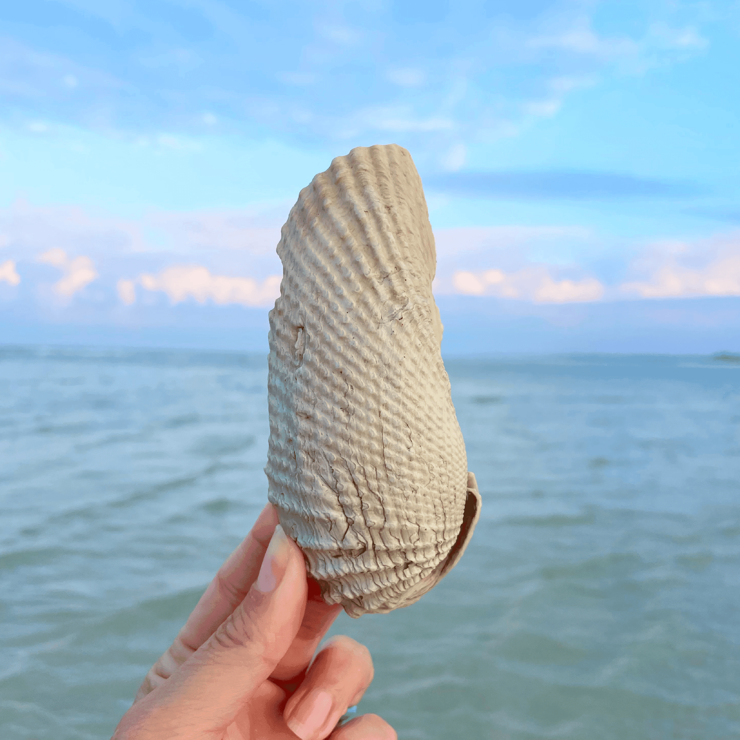 Angel Wing Sea Shell