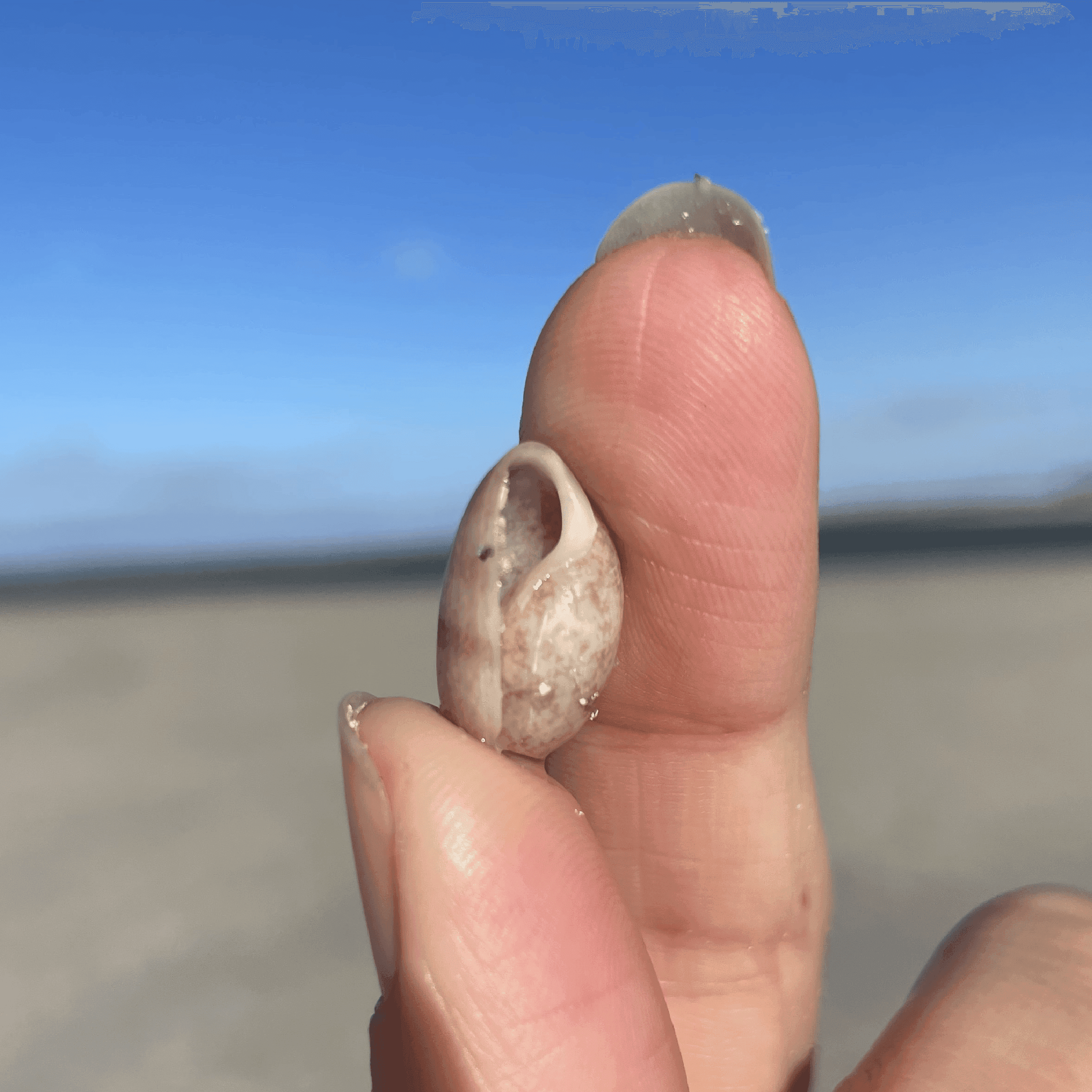 Bead Shell