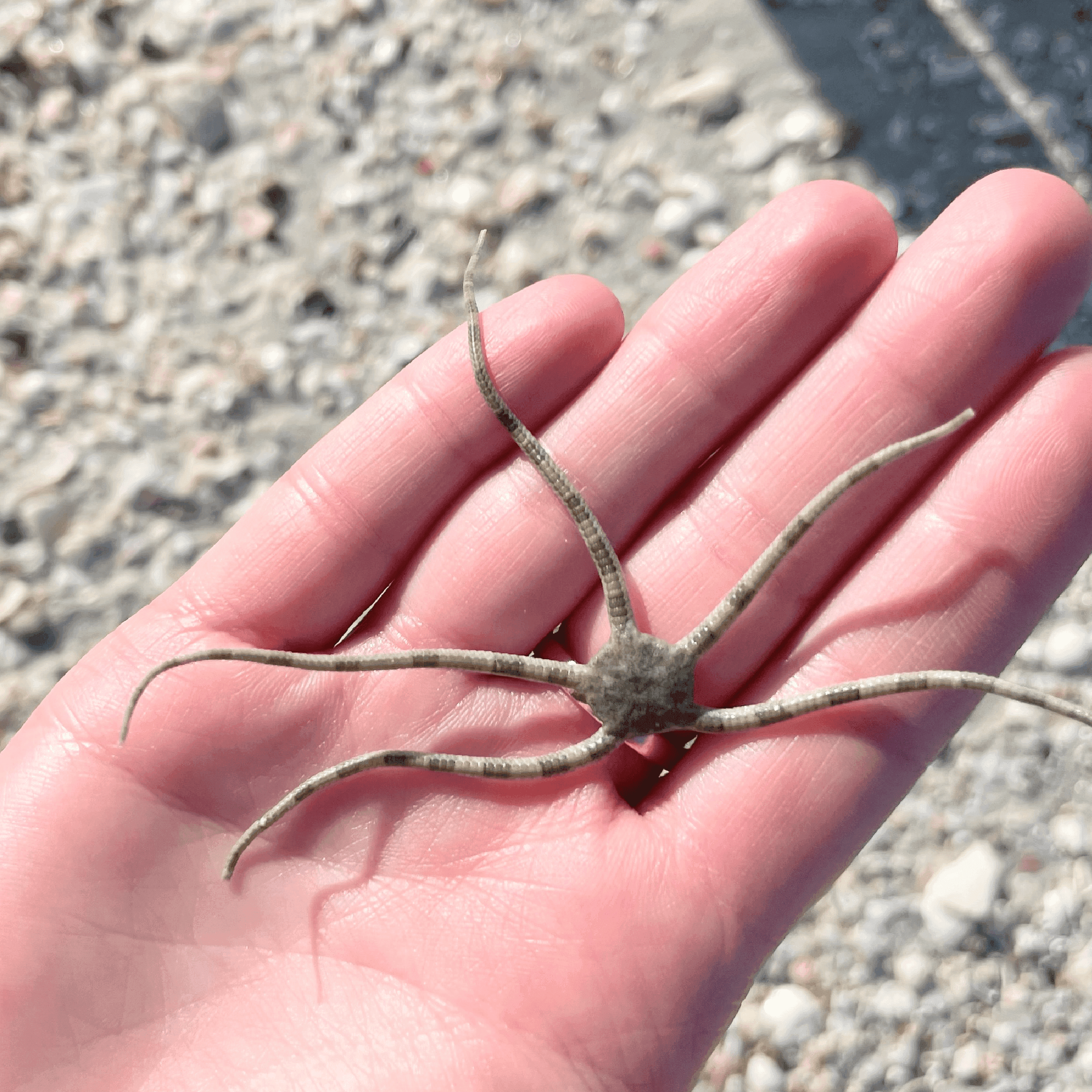 Brittle Star