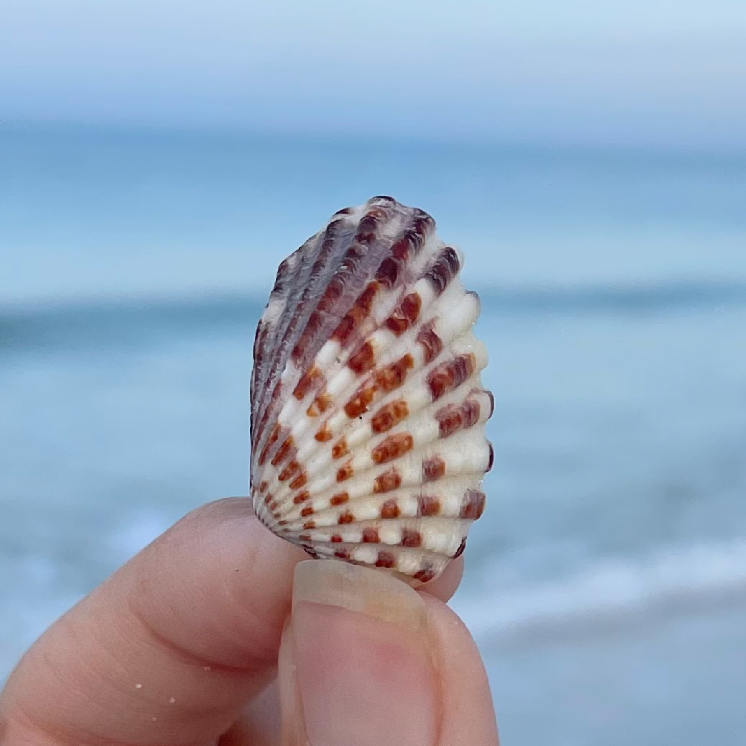 Broad Ribbed Cardita