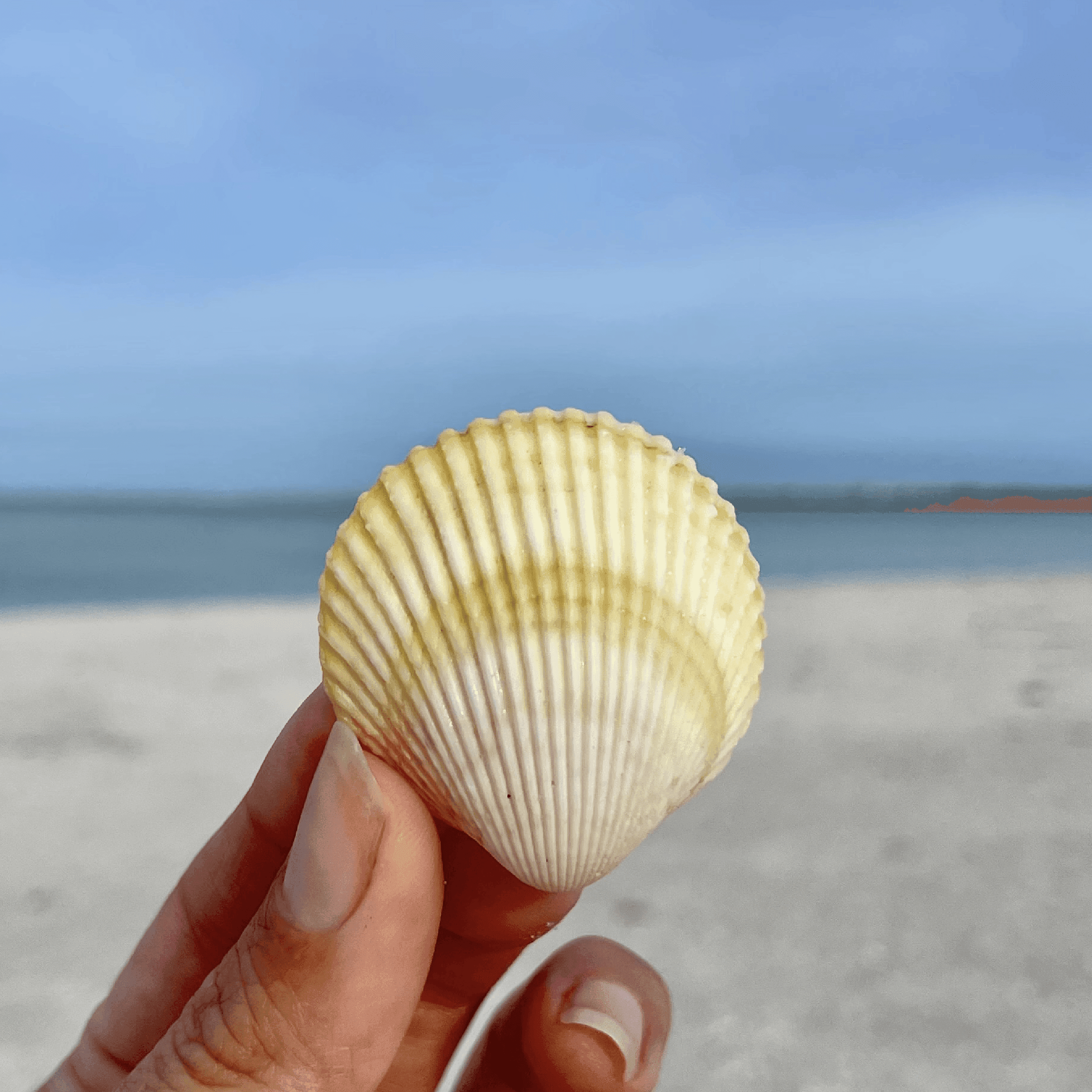 Cockle Shell