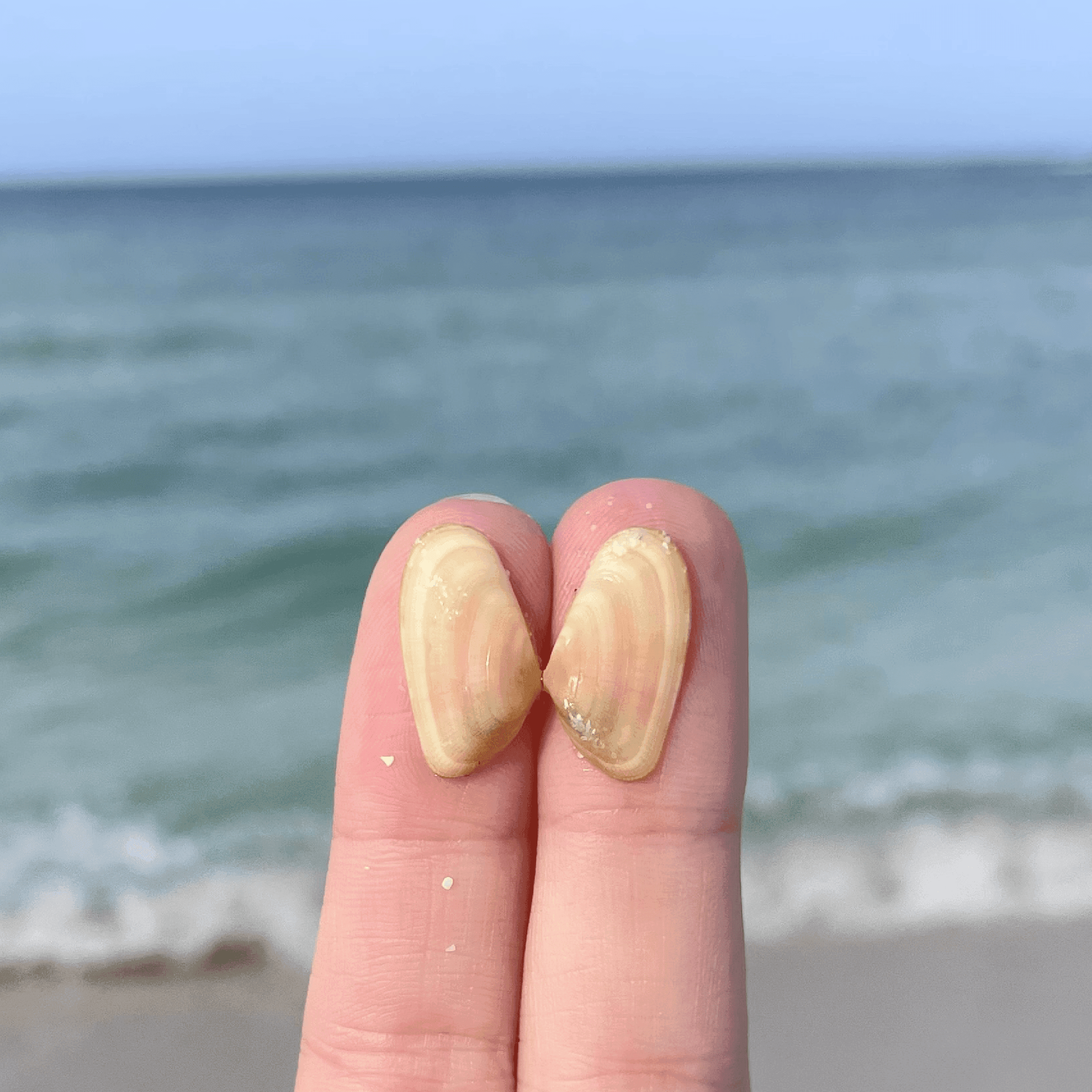 Coquina Shell Butterfly