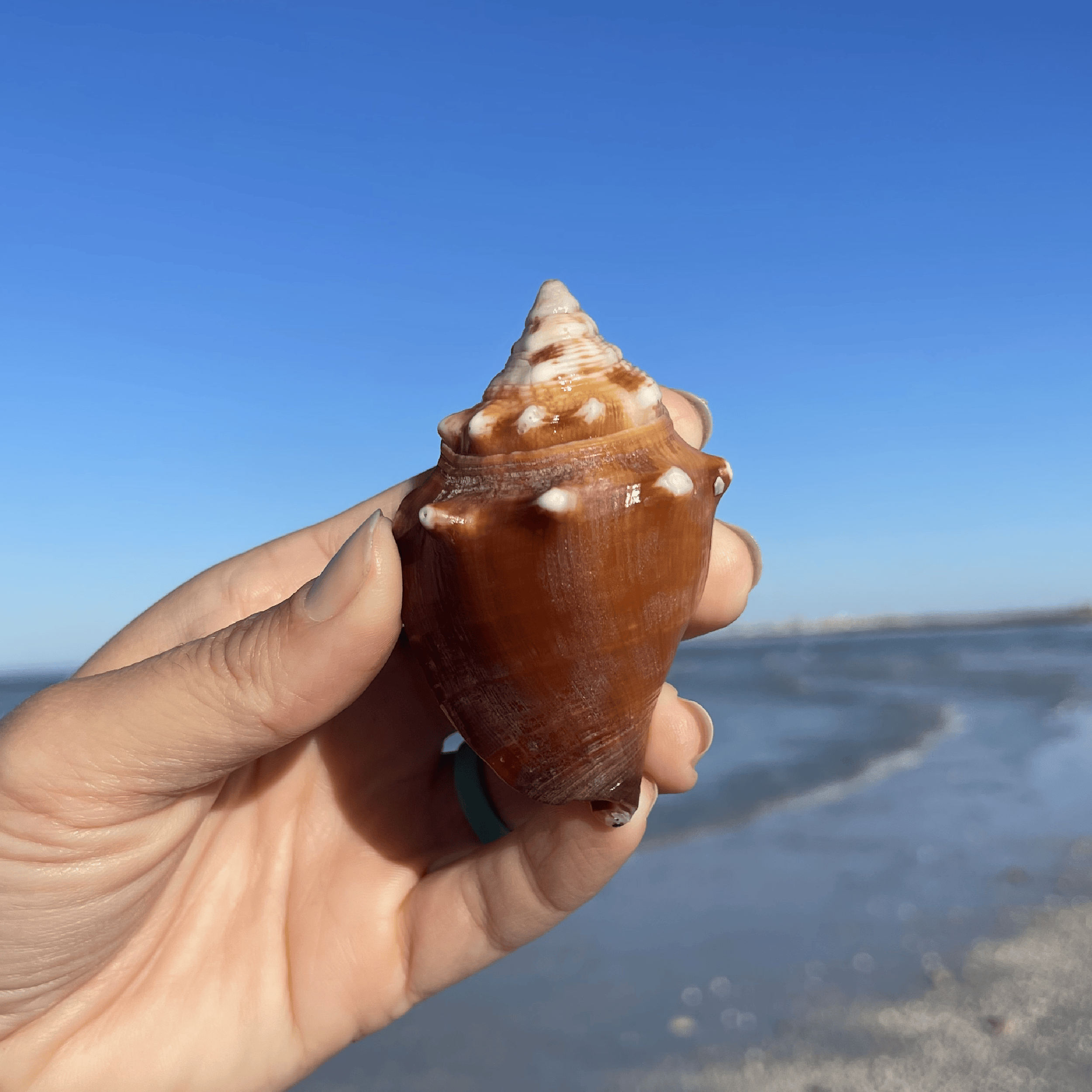 Fighting Conch Shell