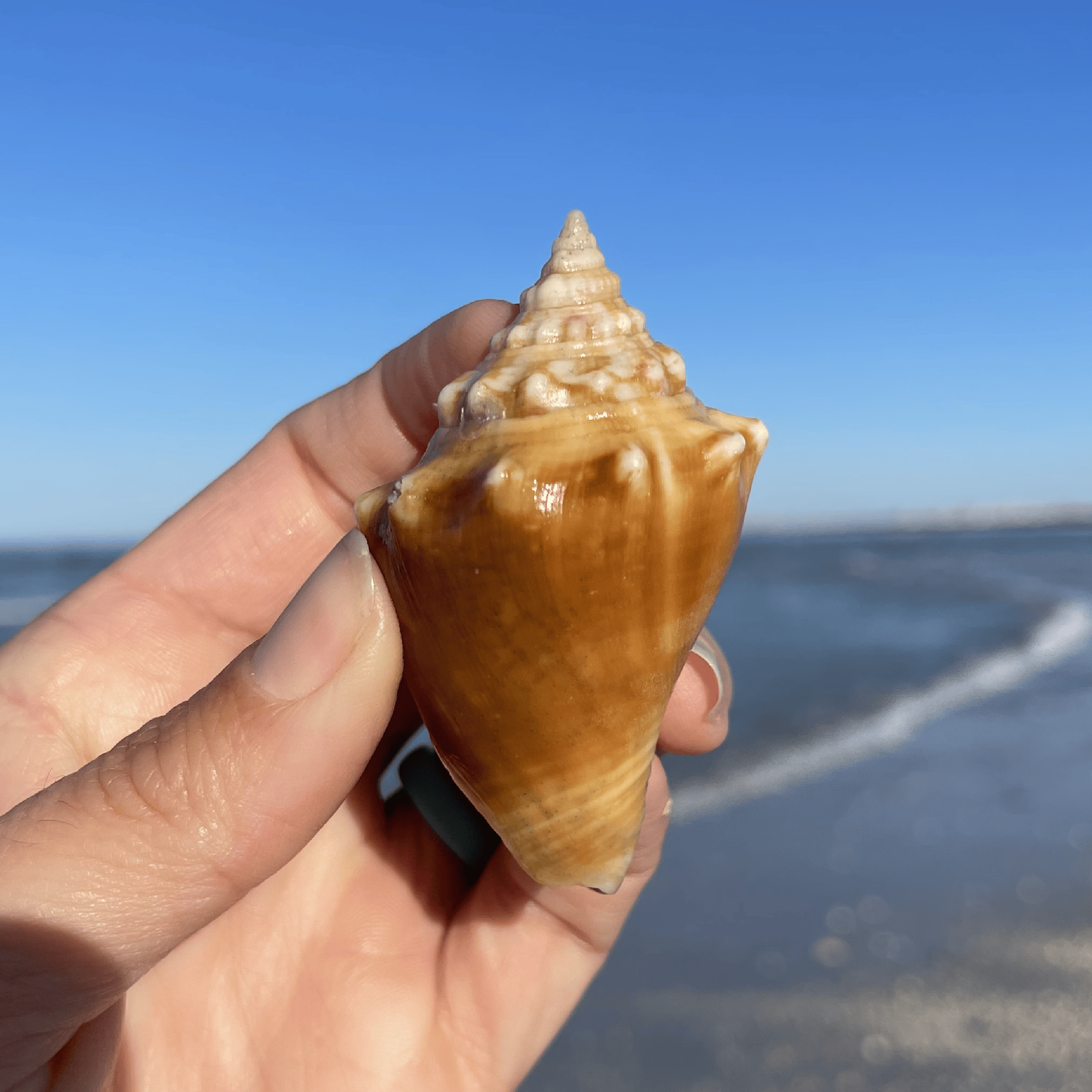 Fighting Conch Shell