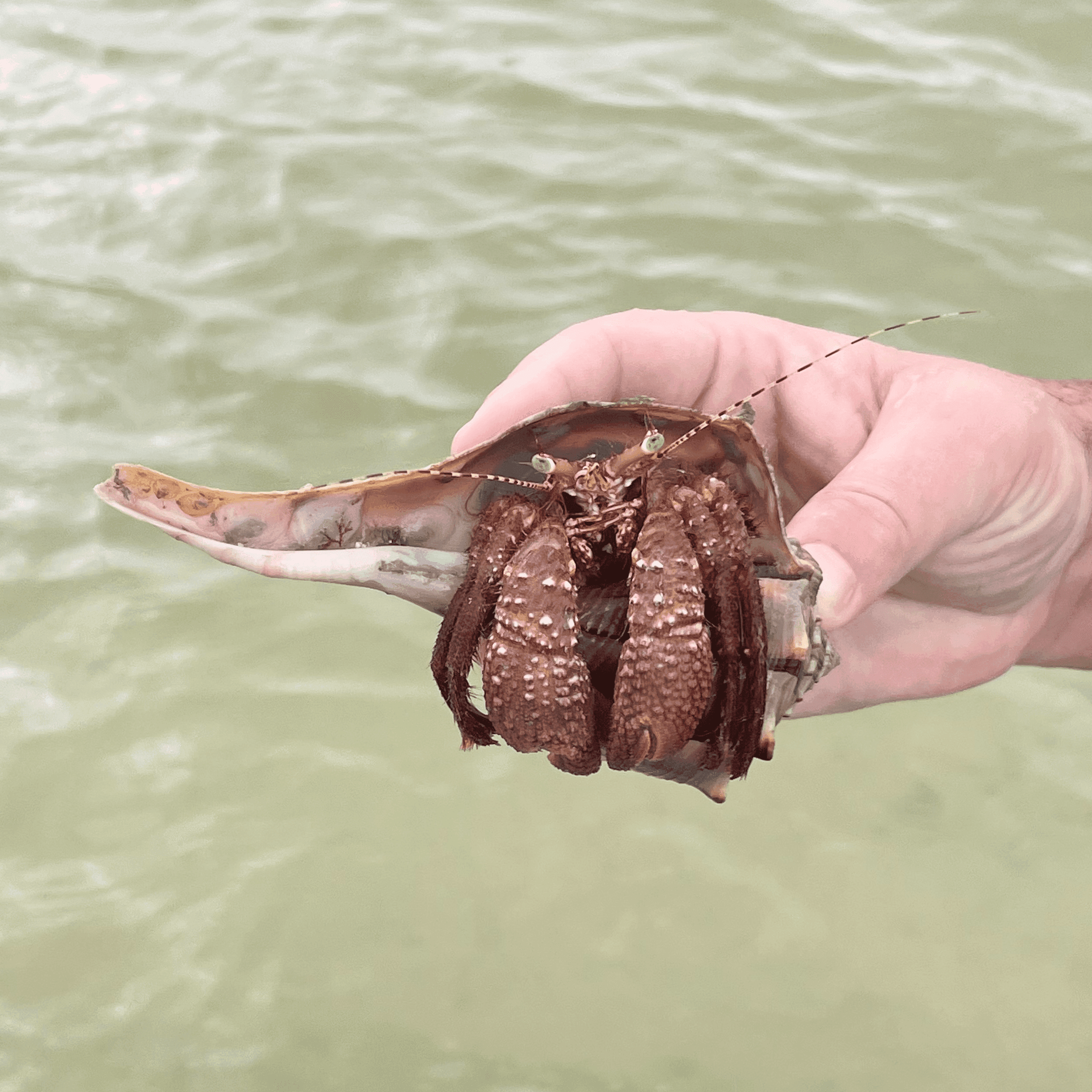Hermit Crab Lightning Whelk Shell
