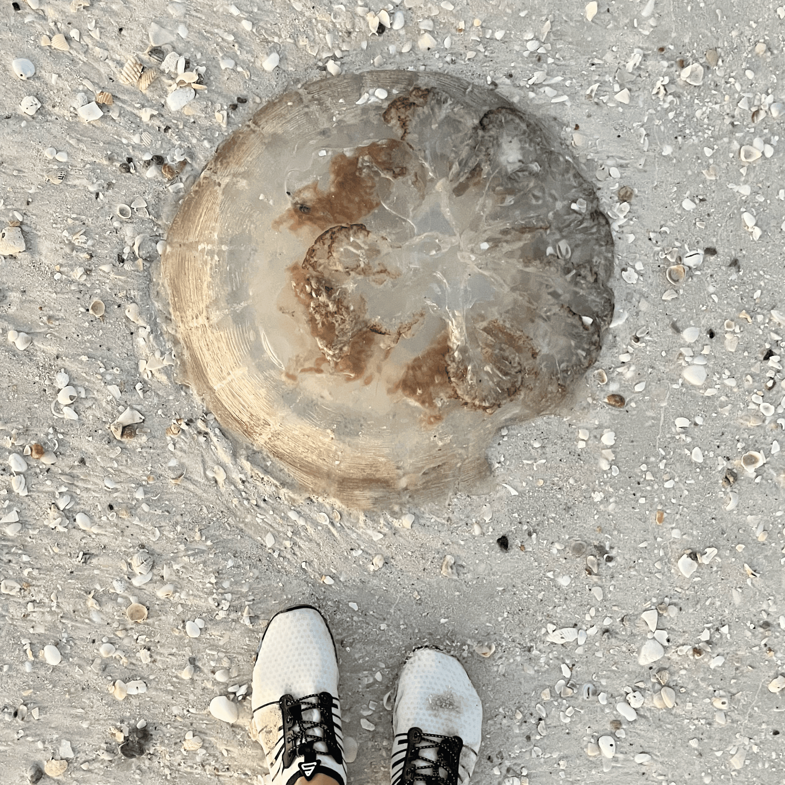 Jellyfish