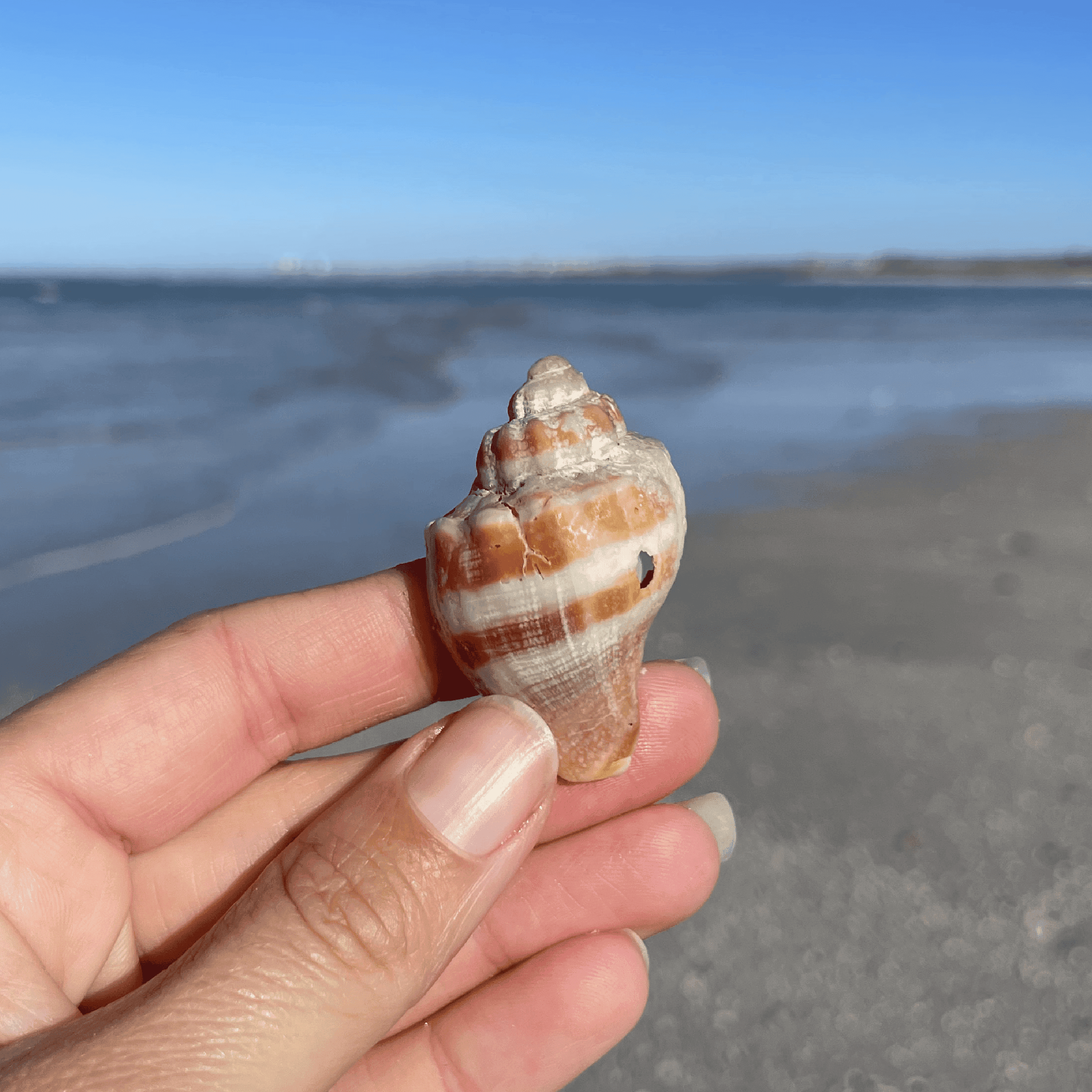 King Crown Conch Shell