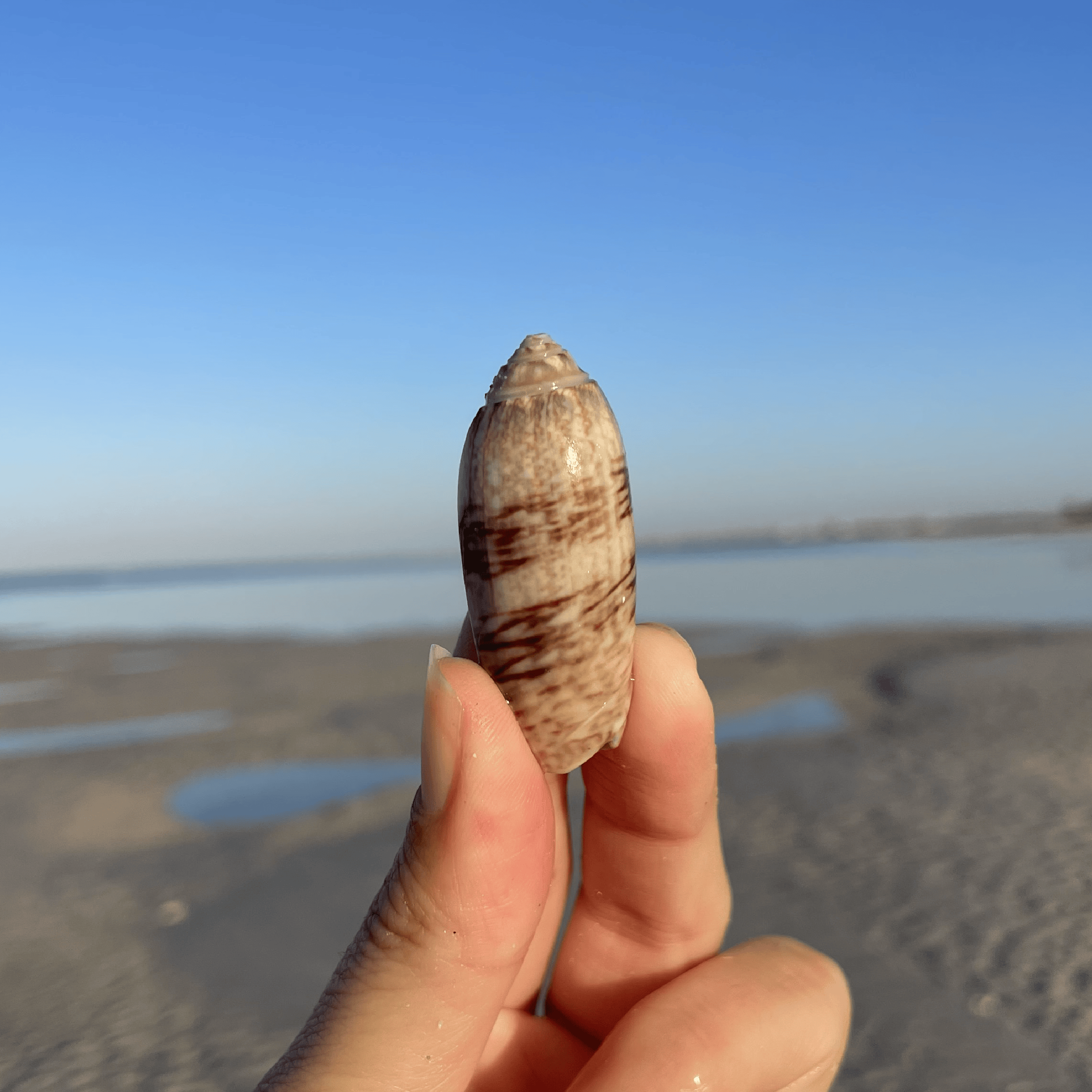 Lettered Olive Shell