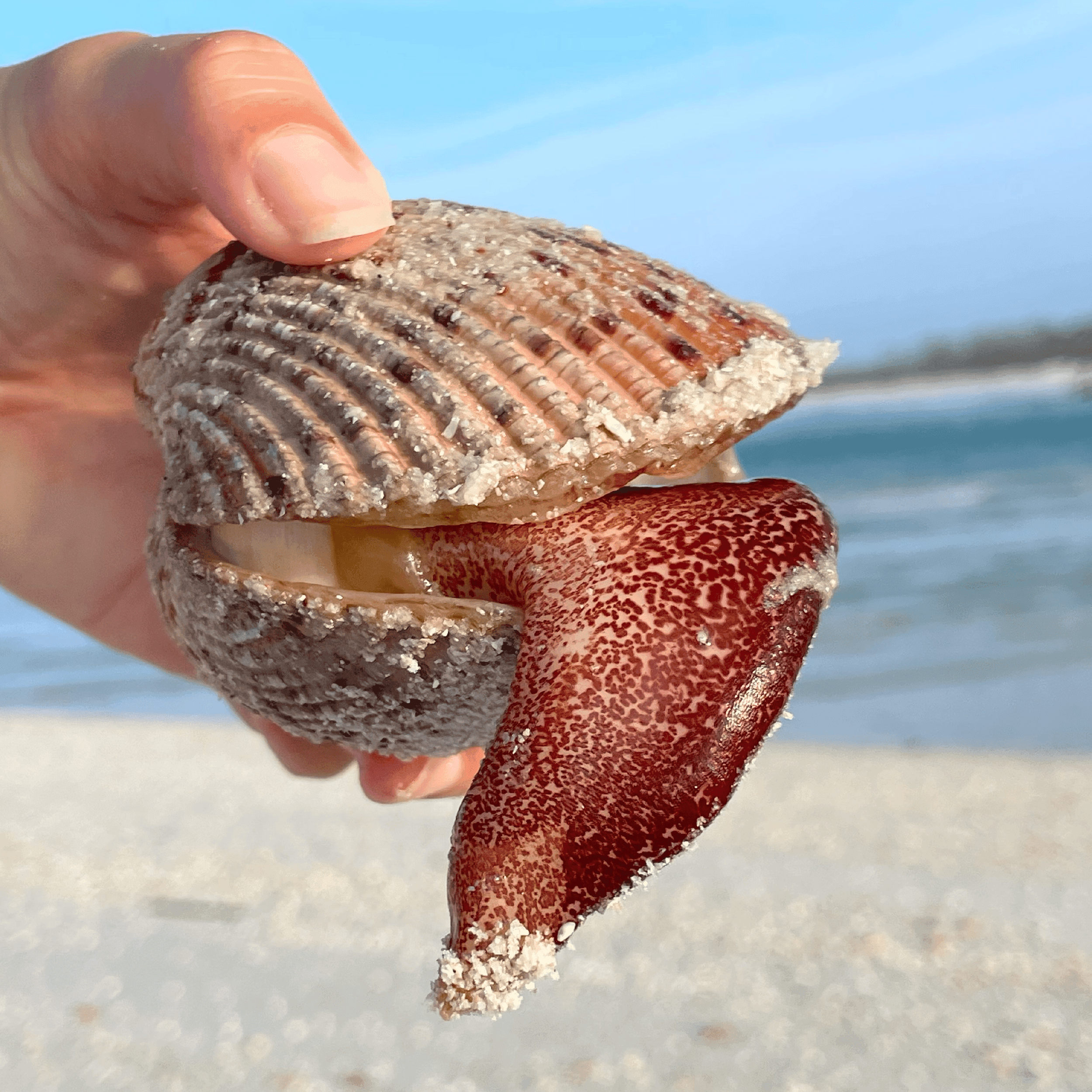 Cockle