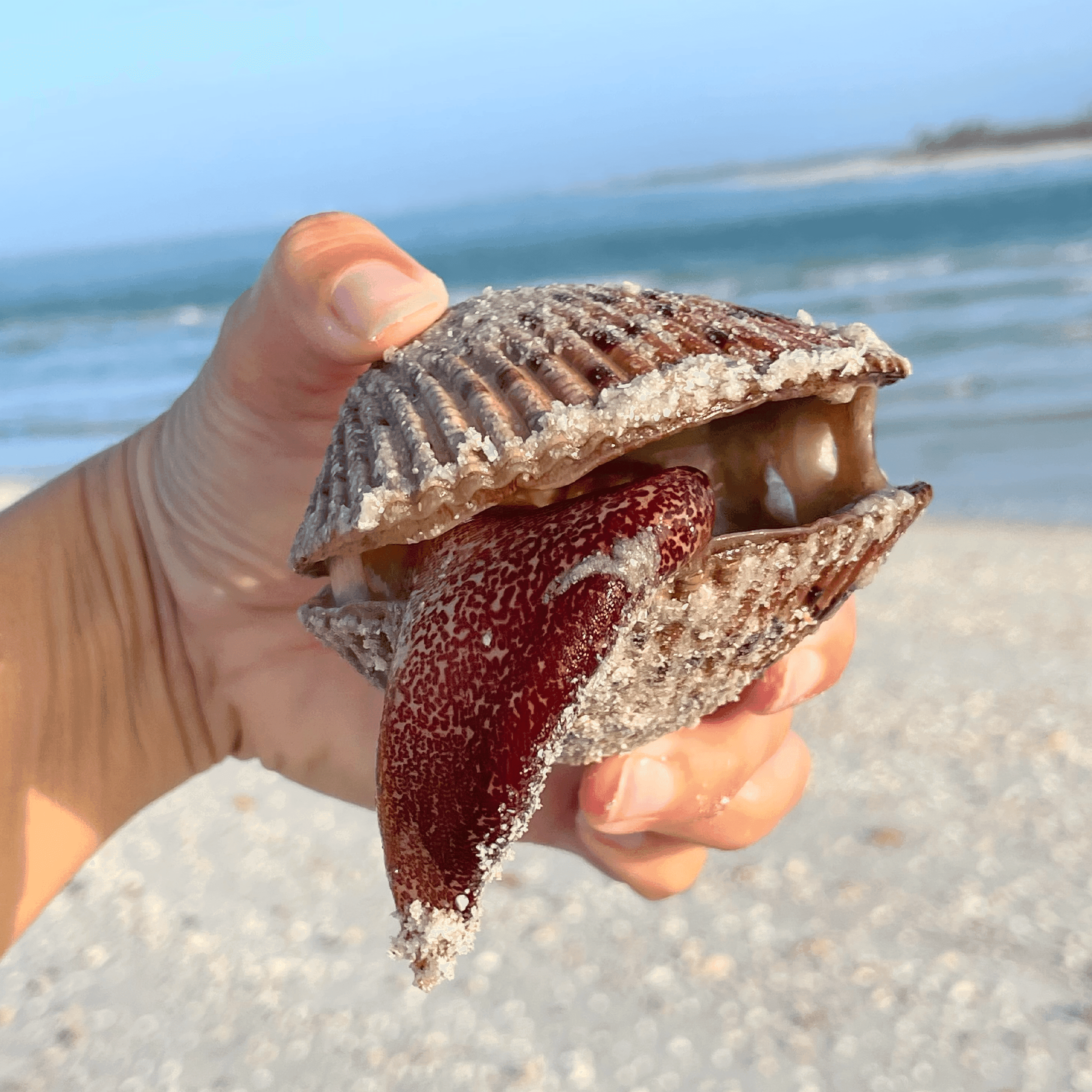Cockle