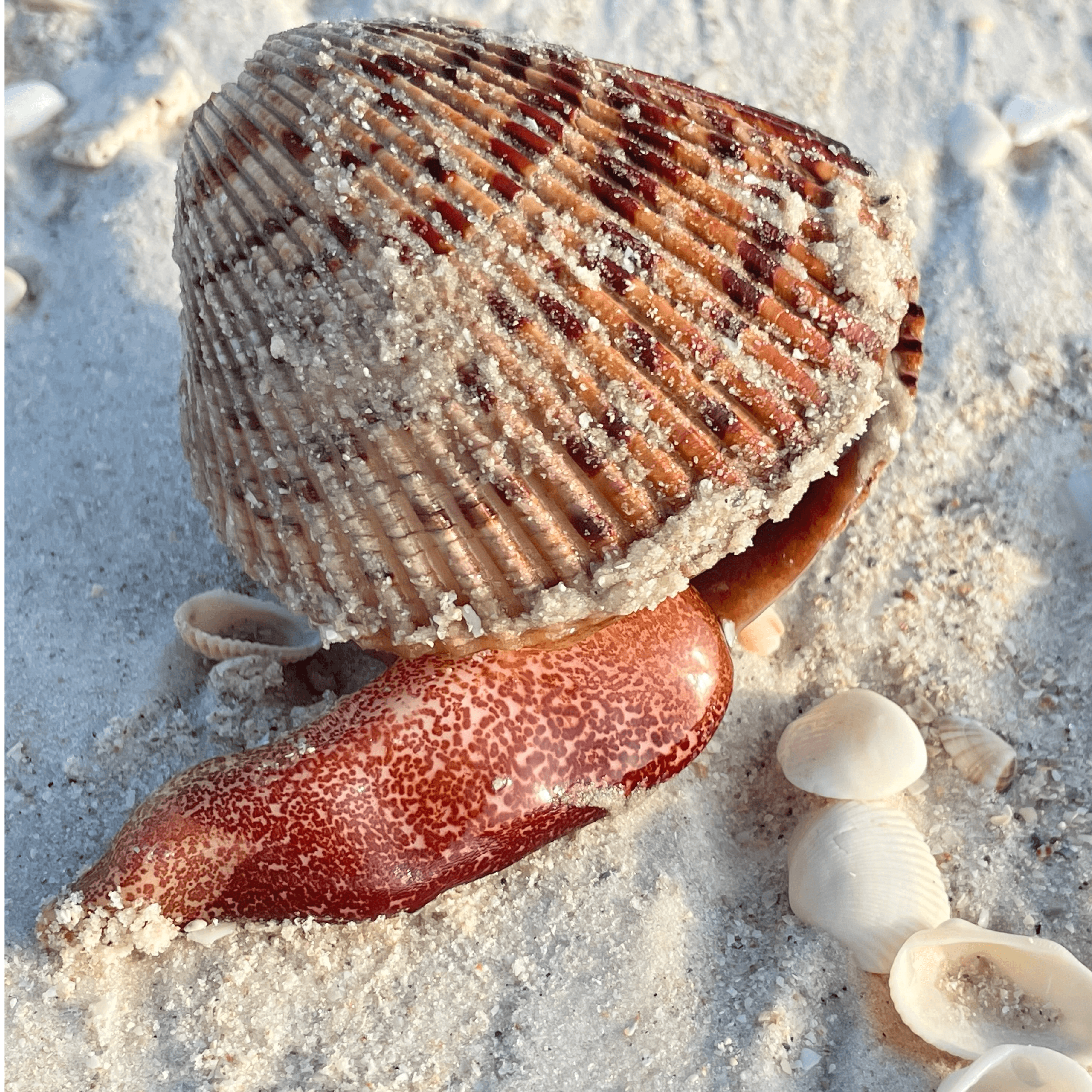 Cockle