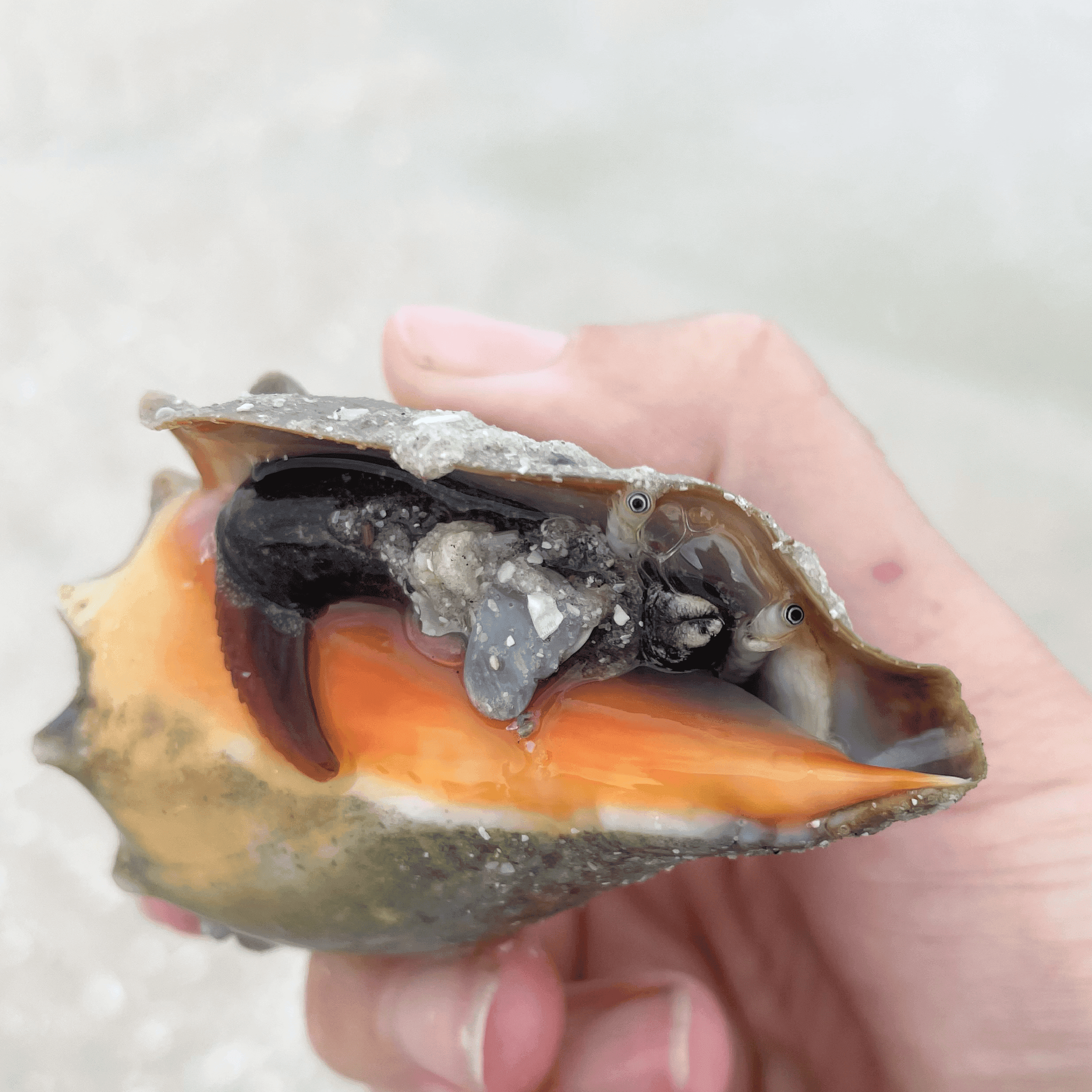 Fighting Conch Shell