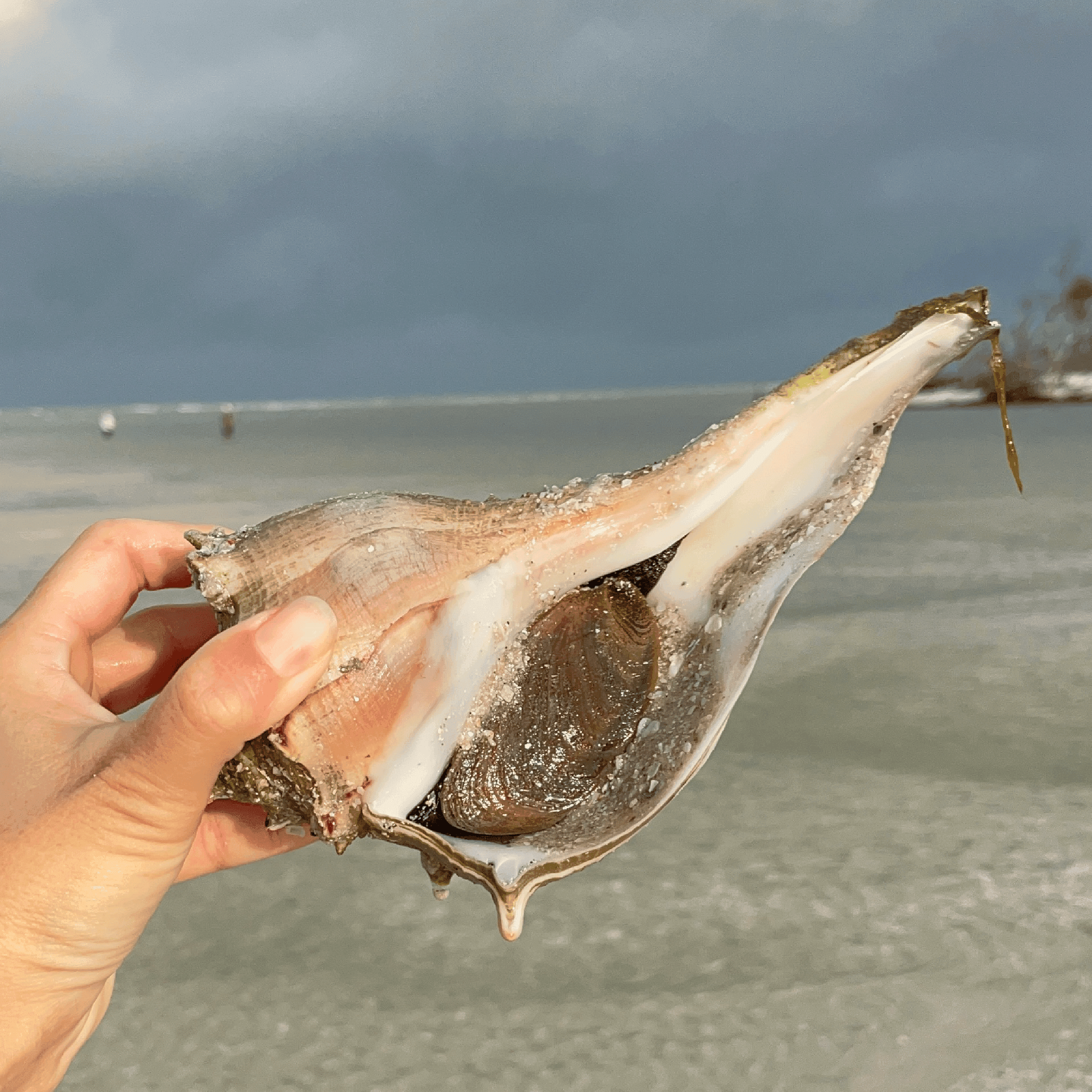 Lightning Whelk