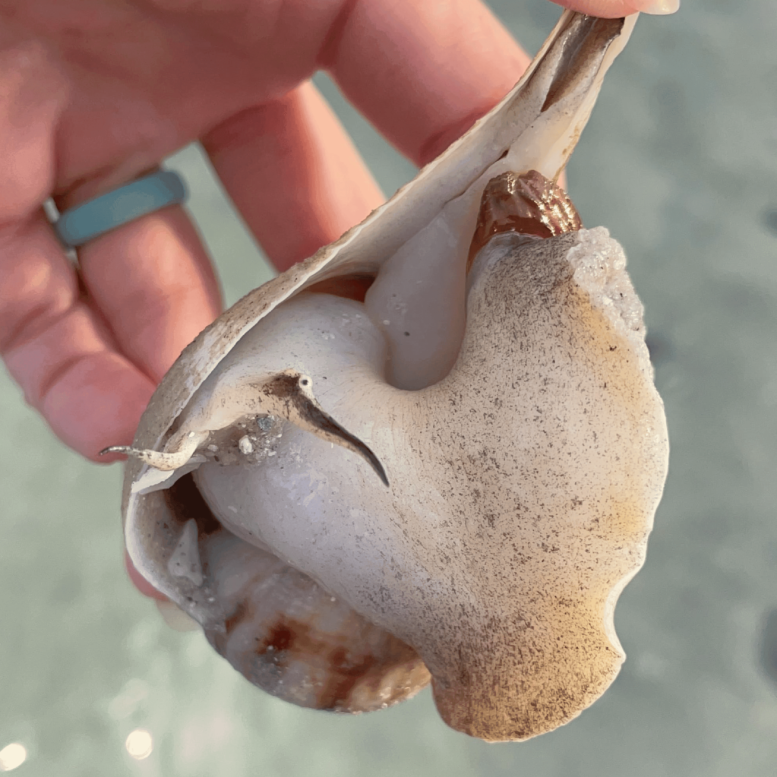 Pear Whelk