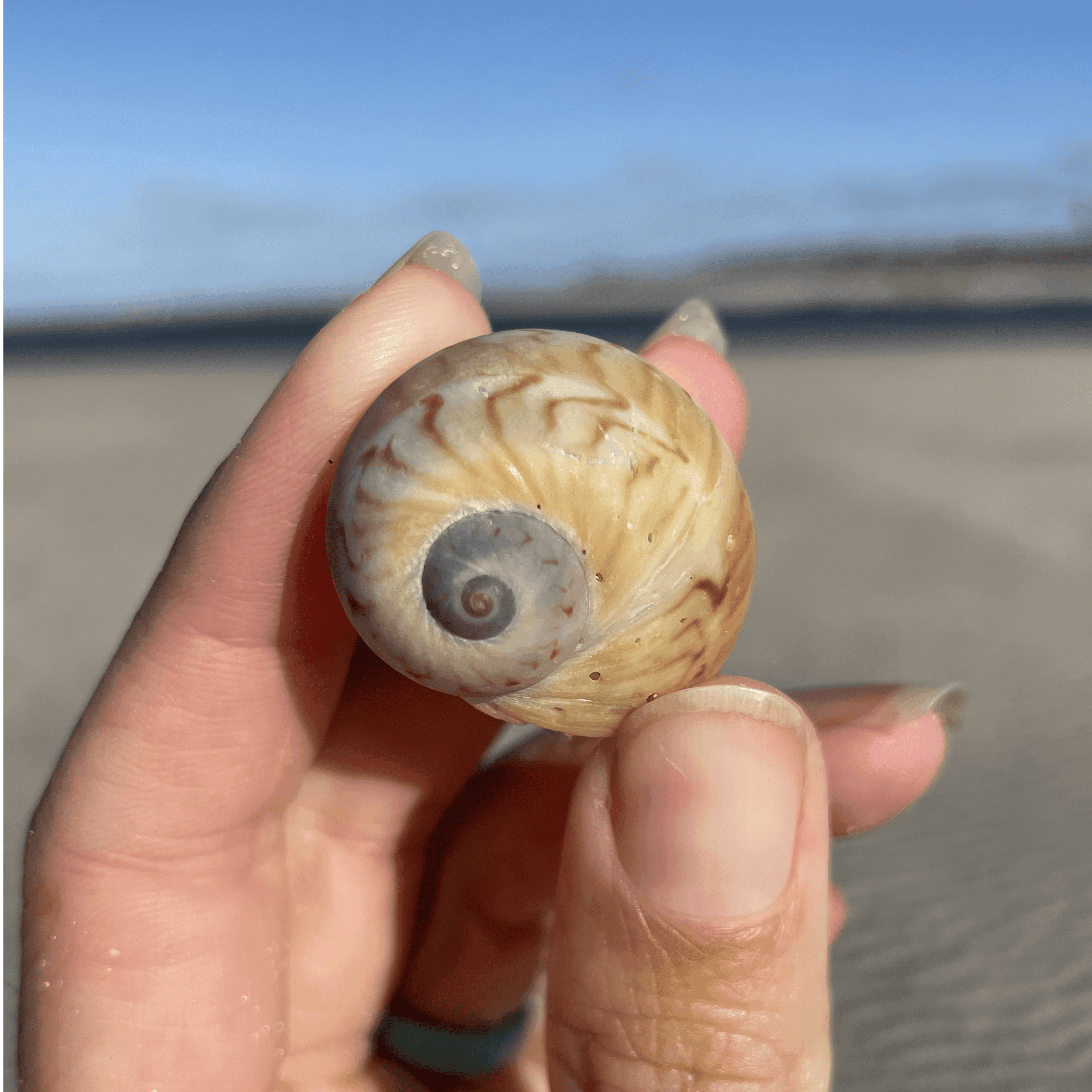 Moon Snail Shell