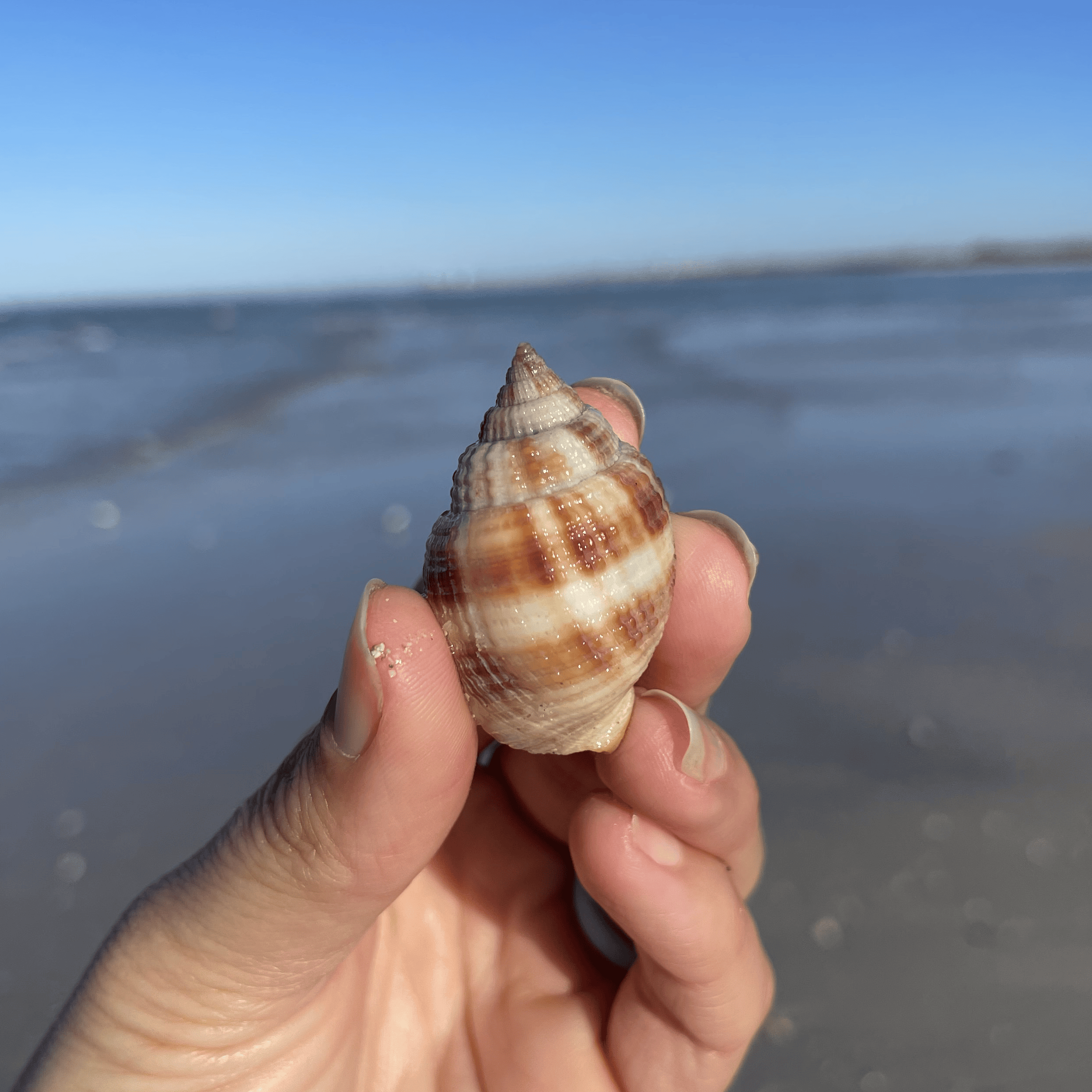 Nutmeg Shell