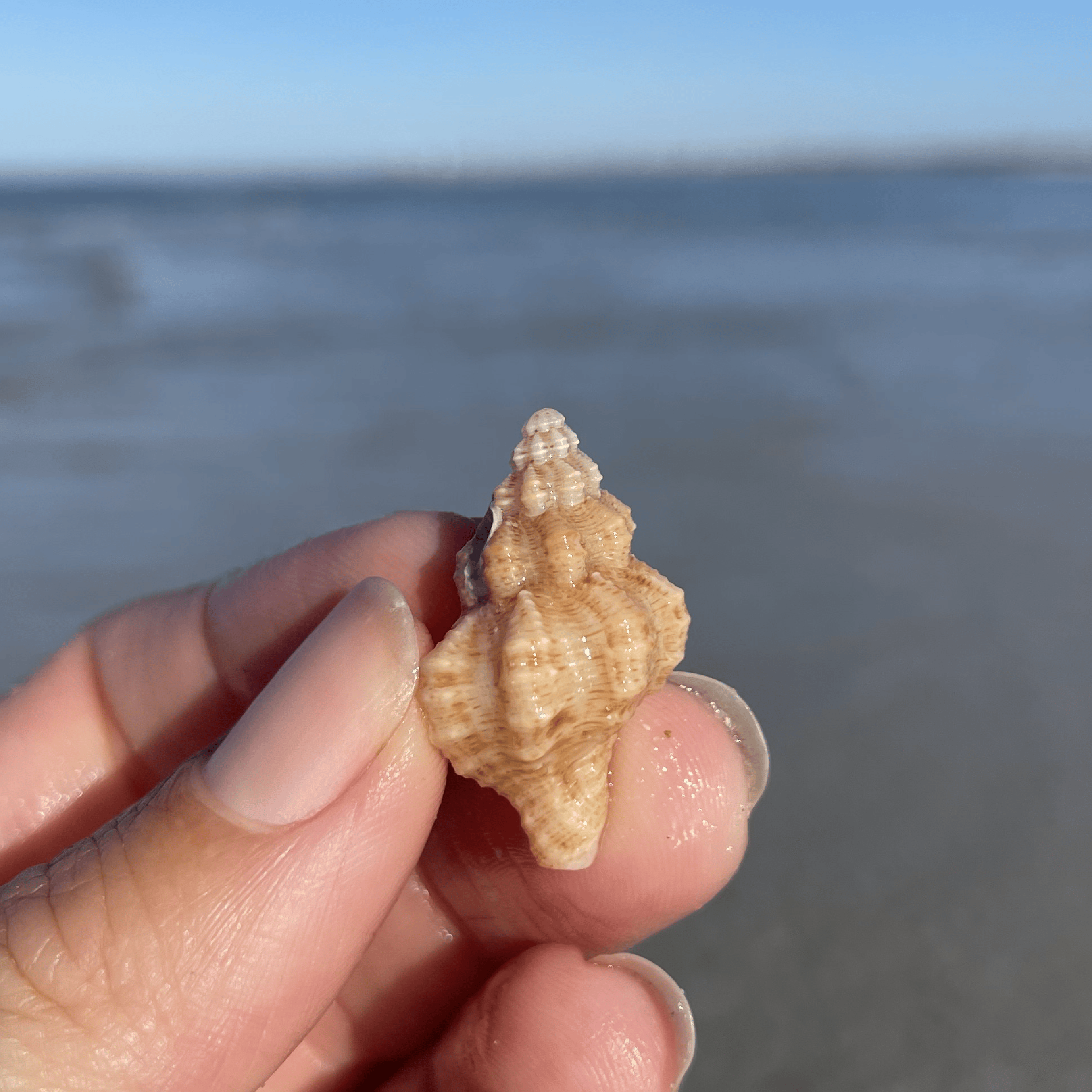 Oyster Drill False Drill Shell