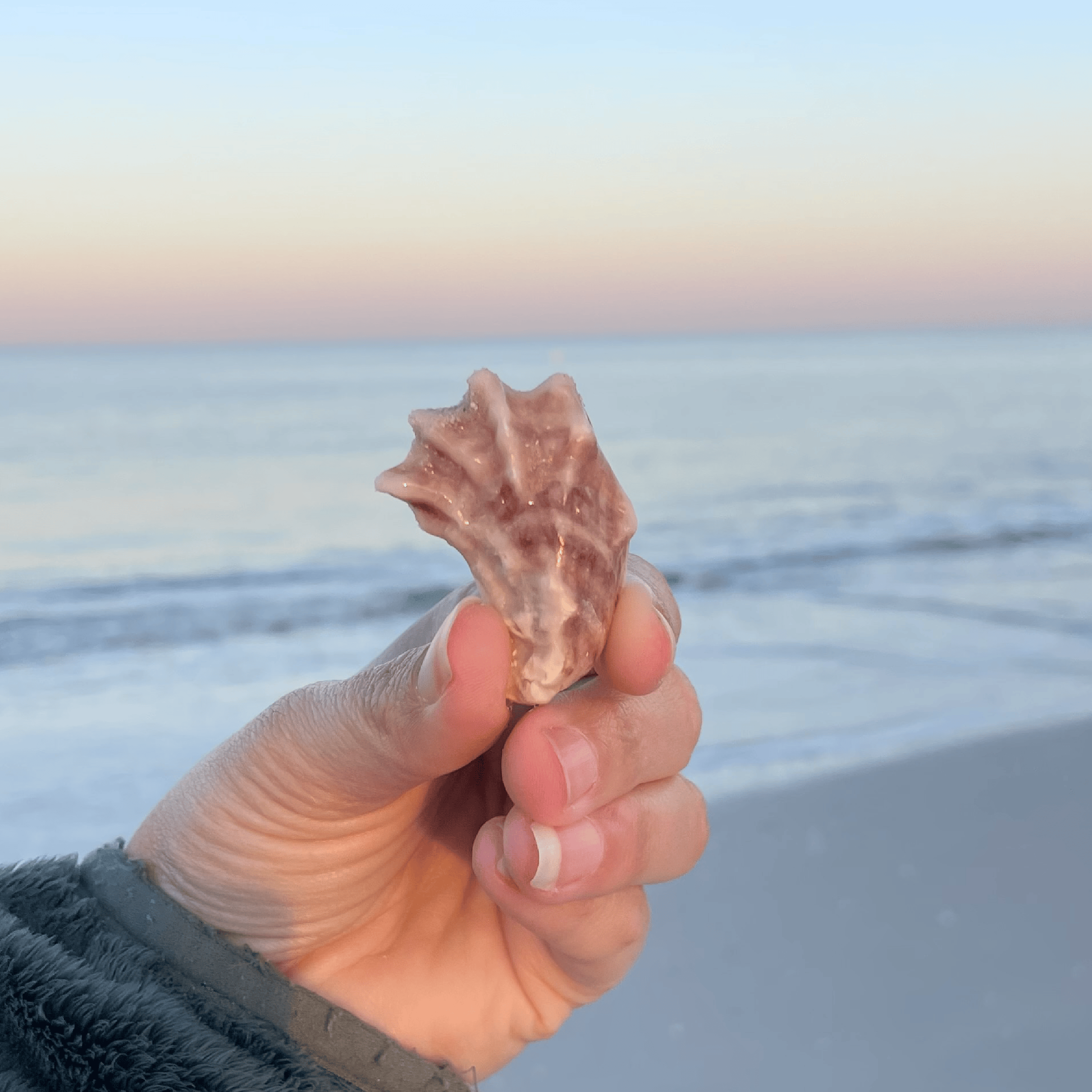 Oyster Shell