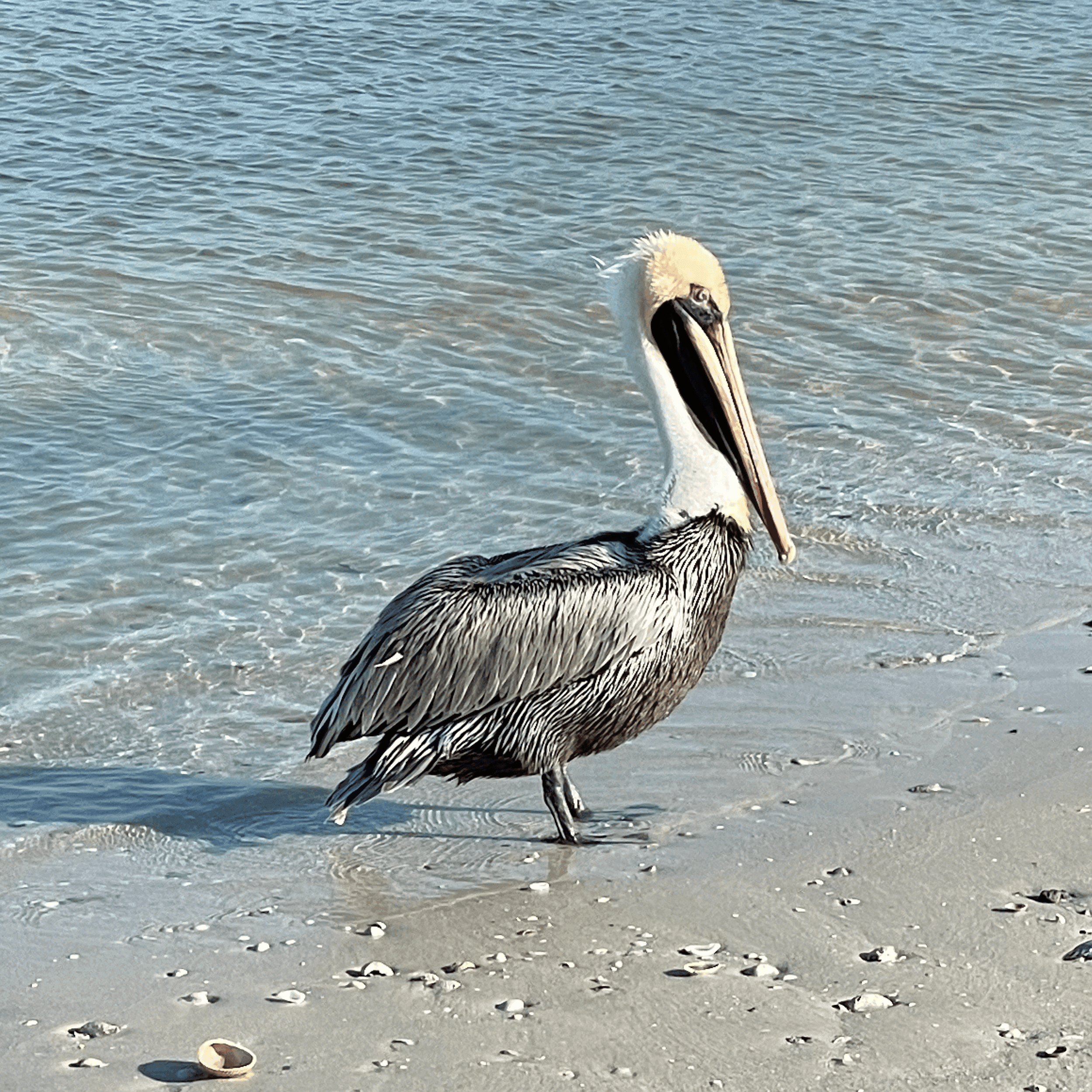 Pelican