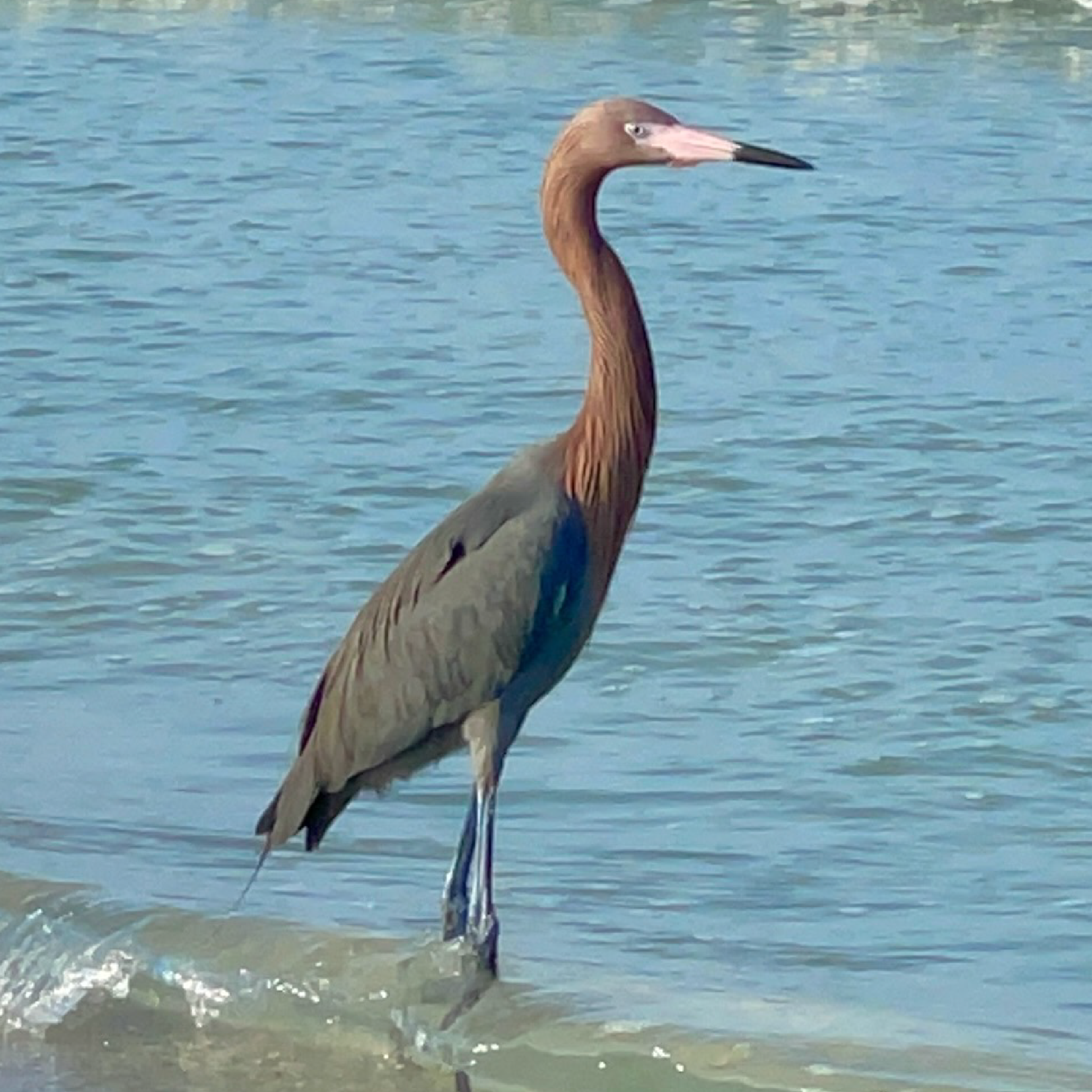Red Egret Bird