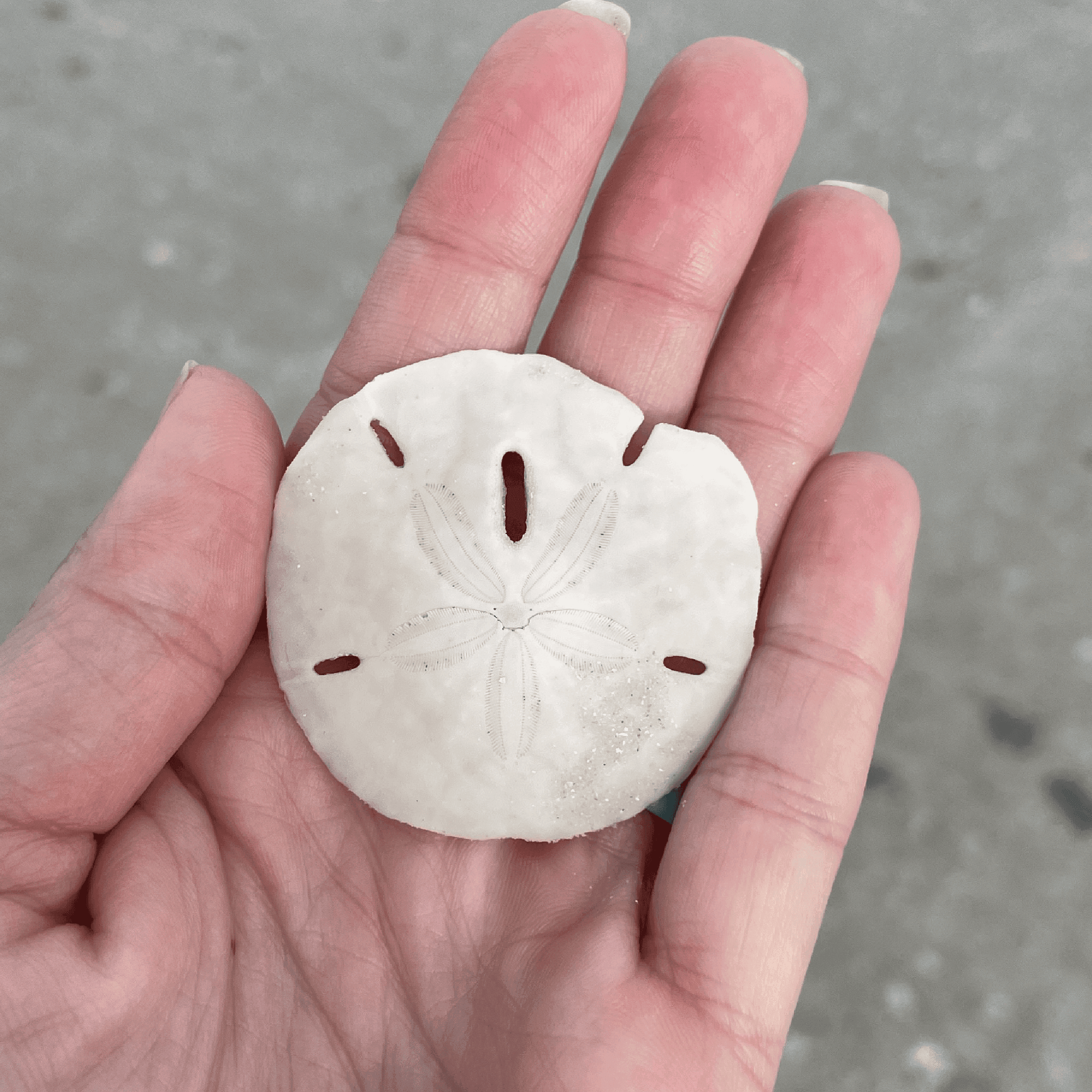 Sand Dollar
