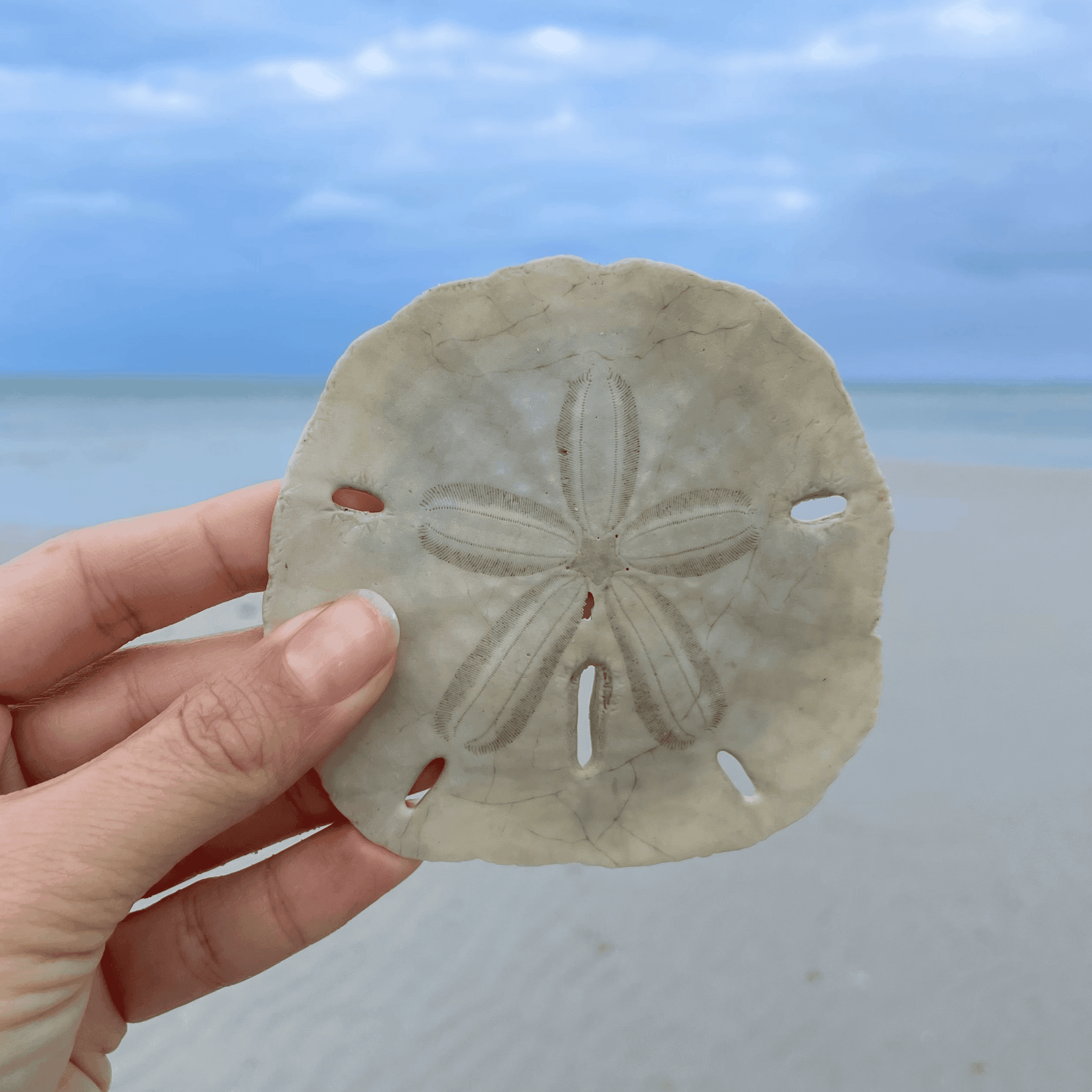 Sand Dollar