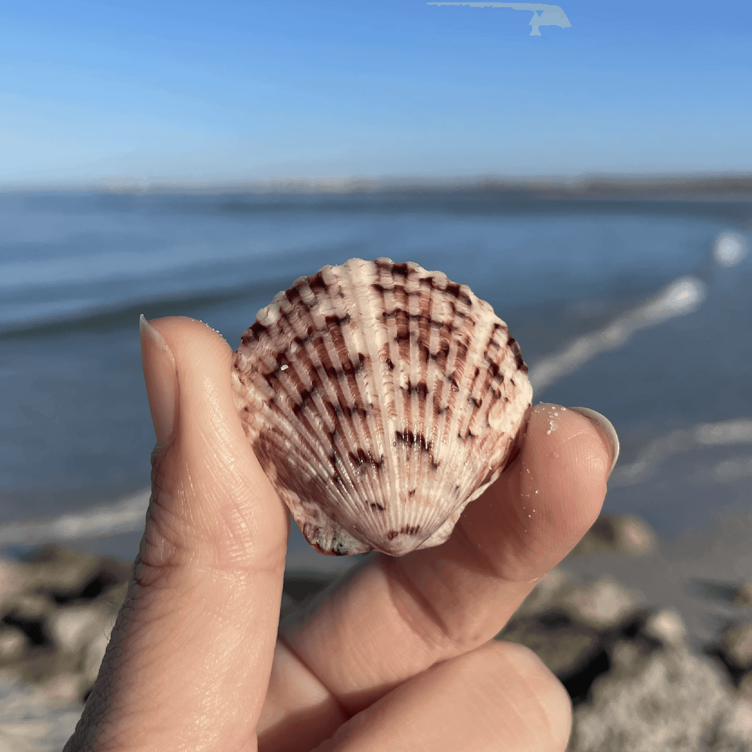 Scallop Shell