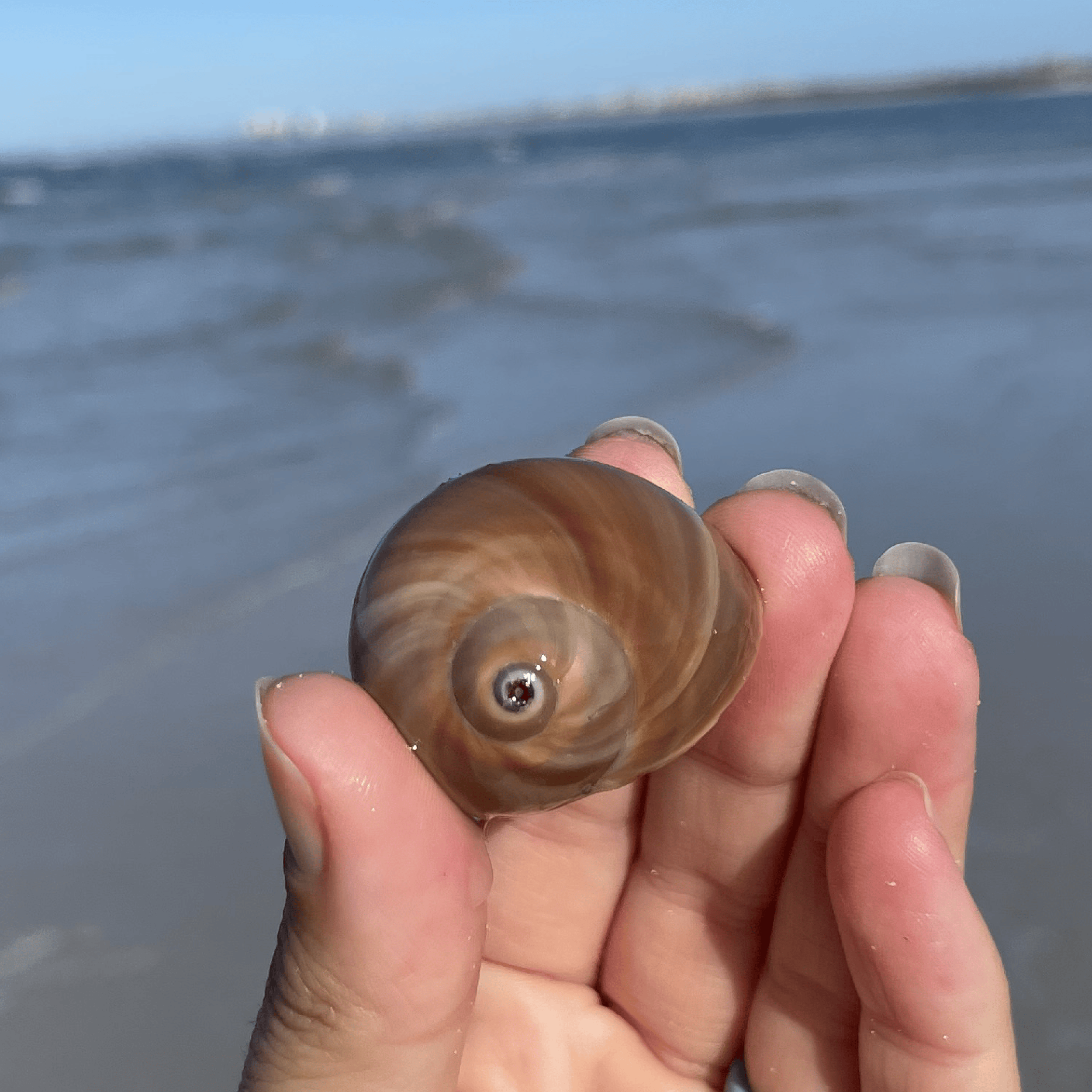 Sharks Eye Shell