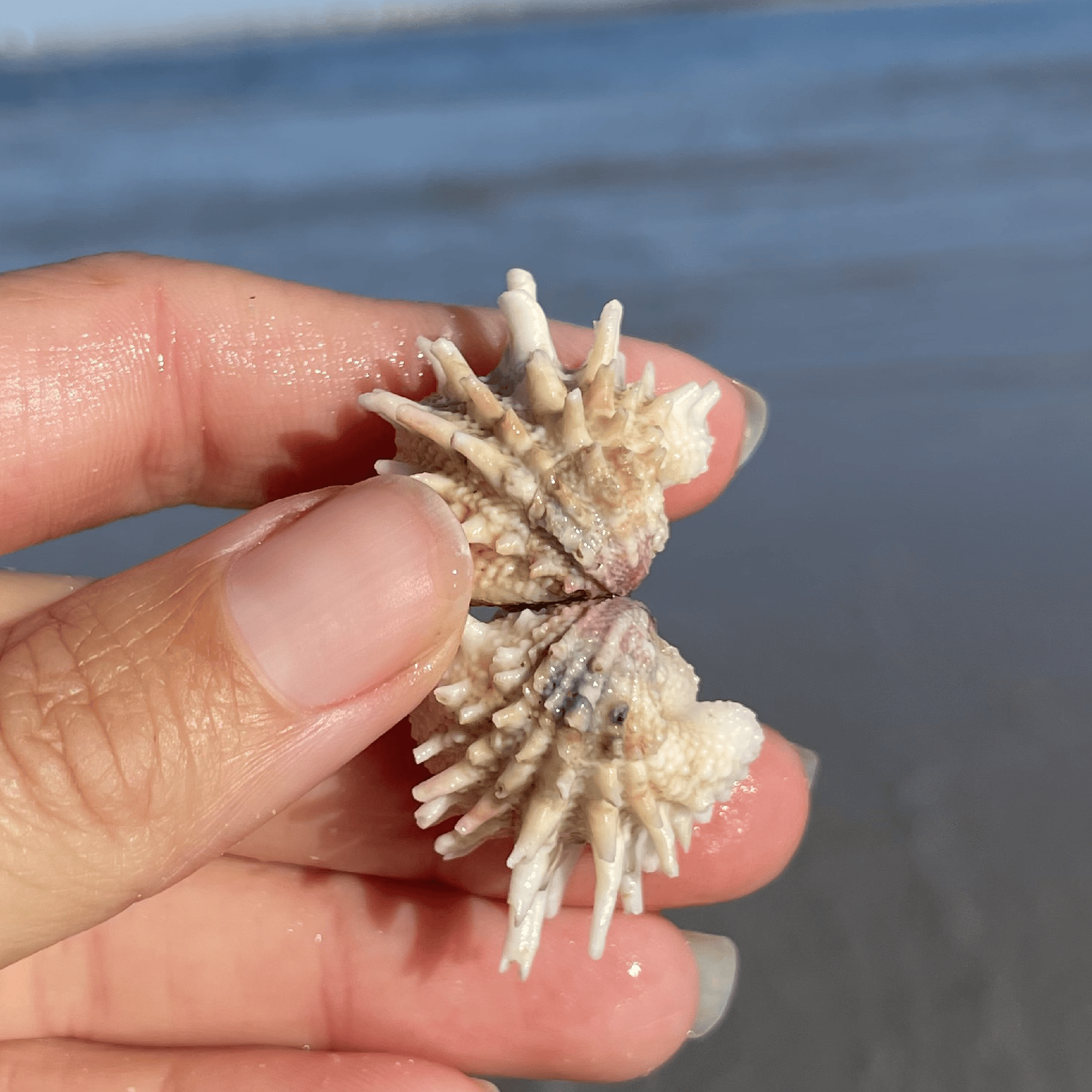 Spiney Jewel Box Shell