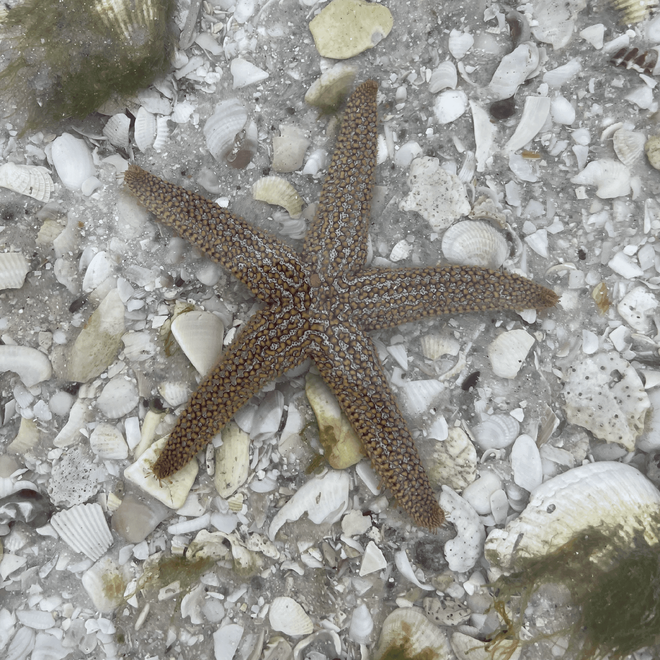 Starfish