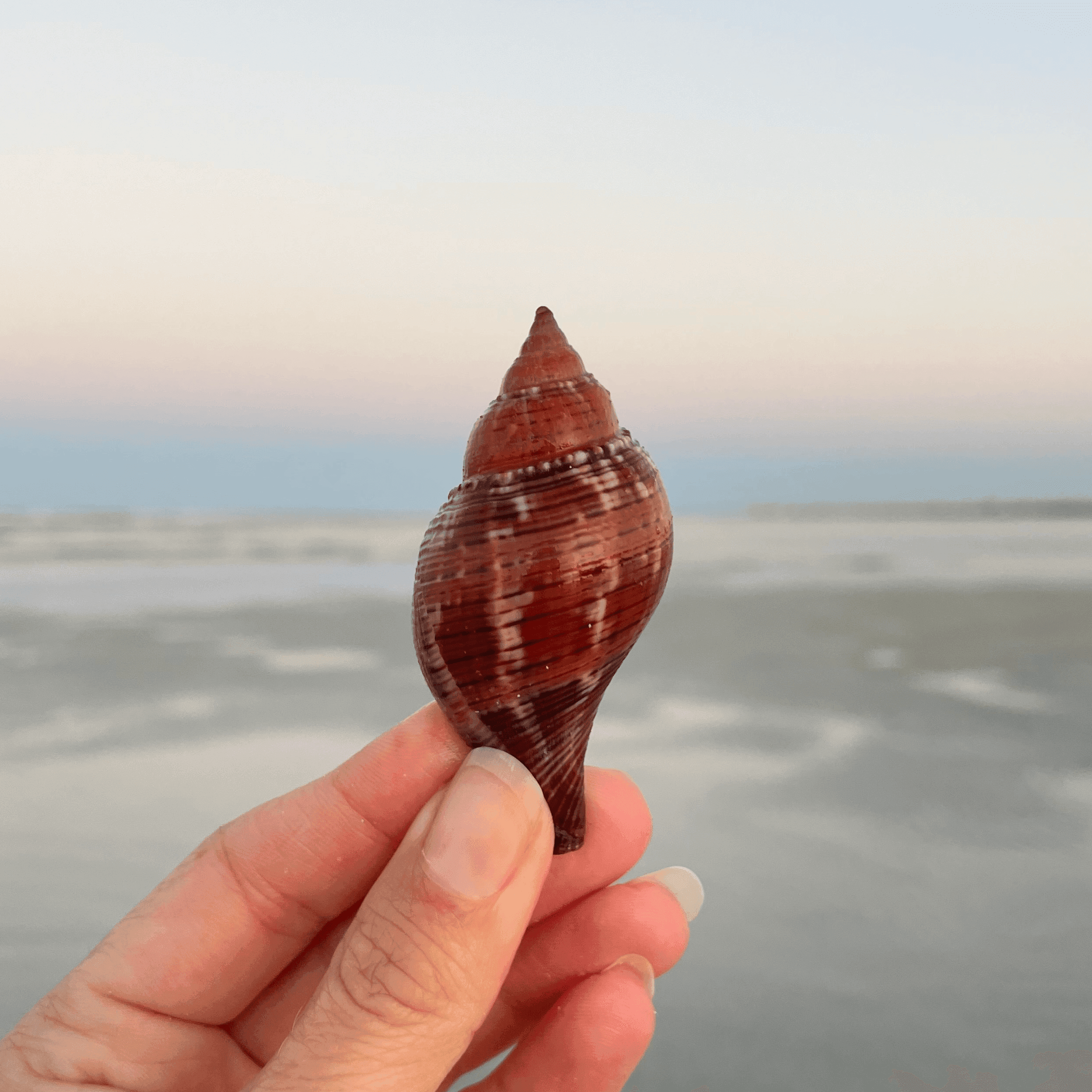 True Tulip Shell