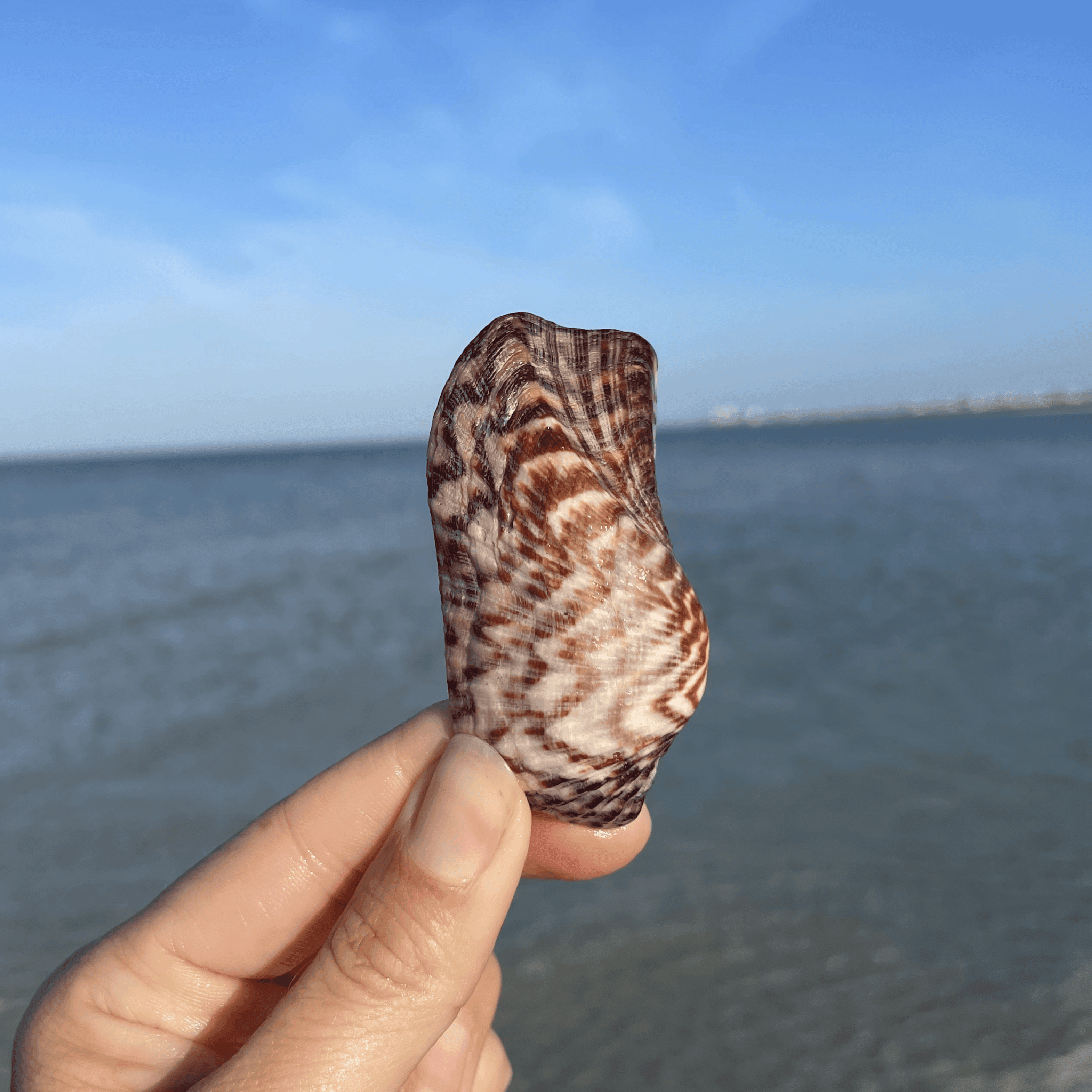 Turkey Wing Shell