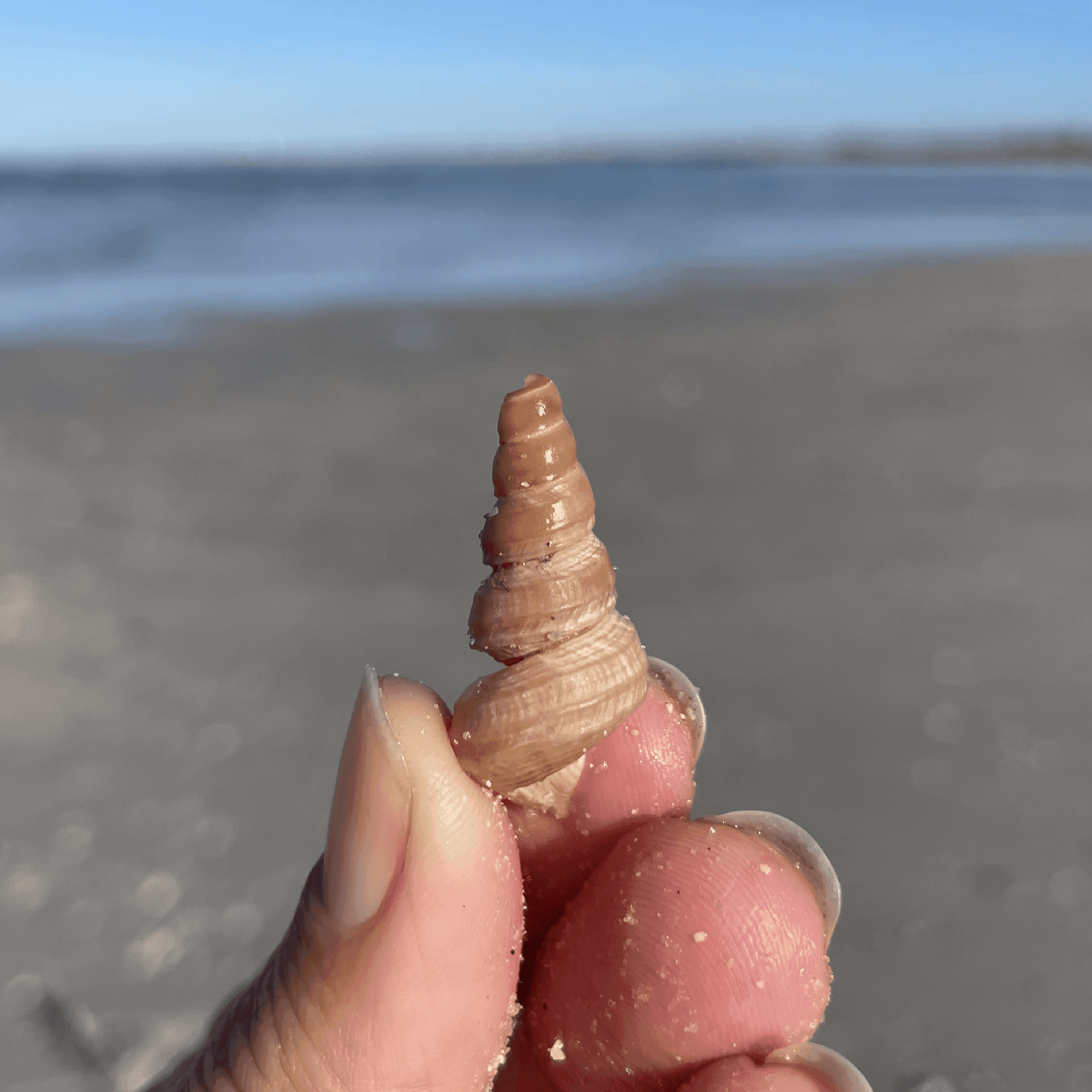 Worm