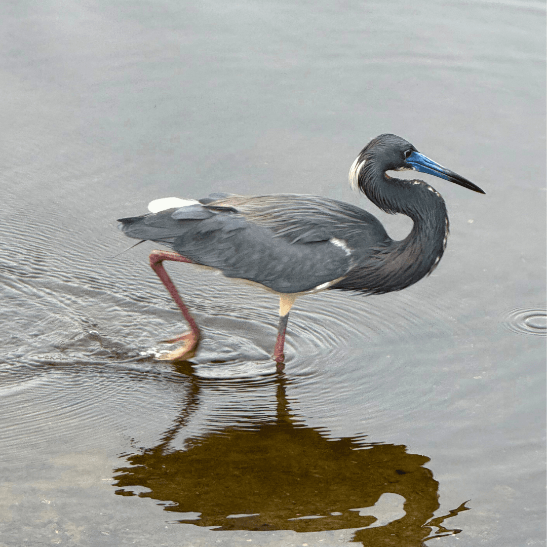 Blue Heron