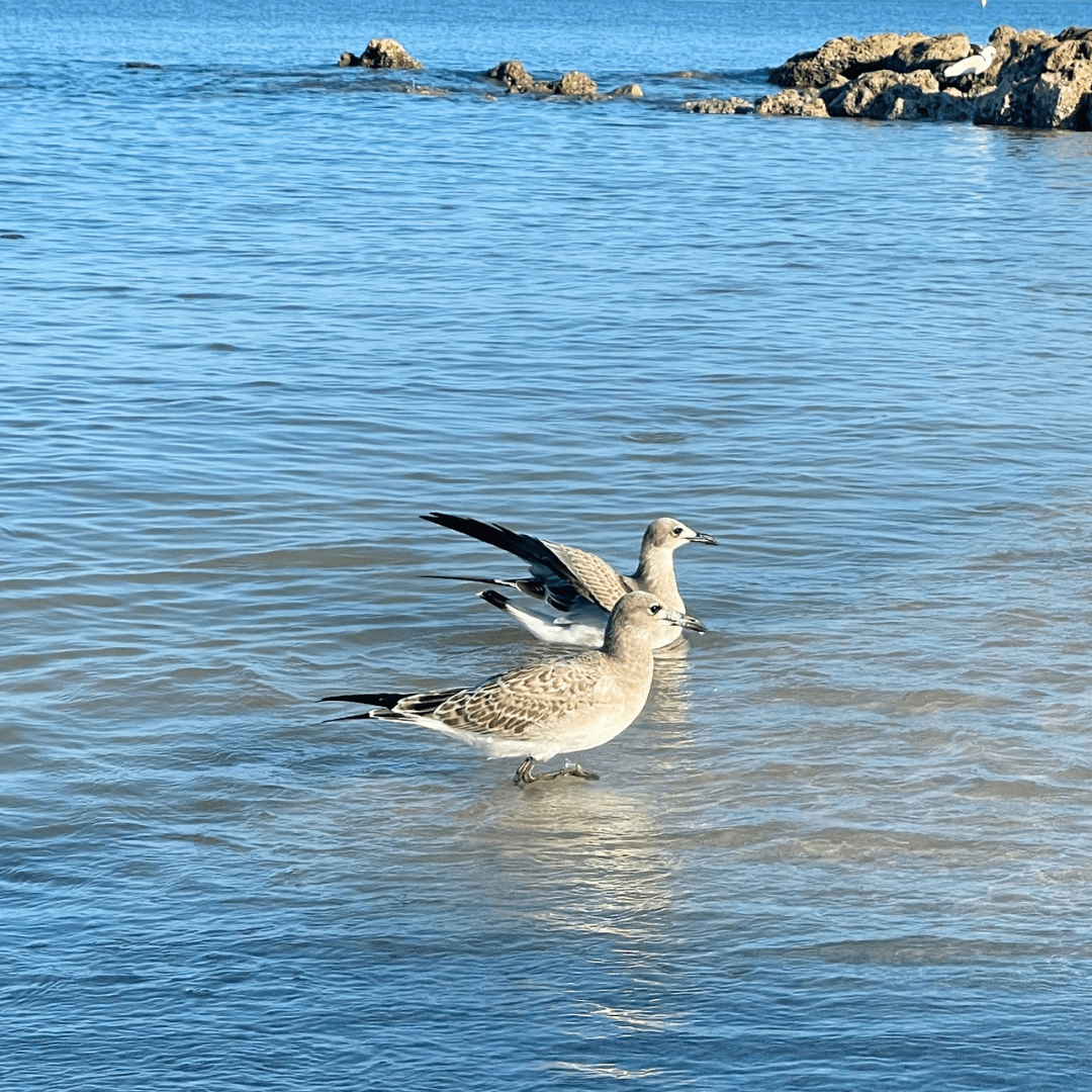 California Gull