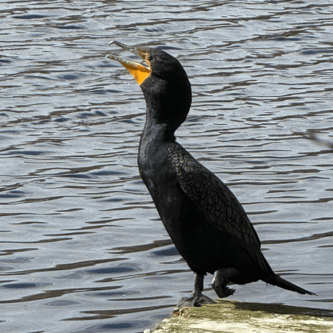 Cormorant