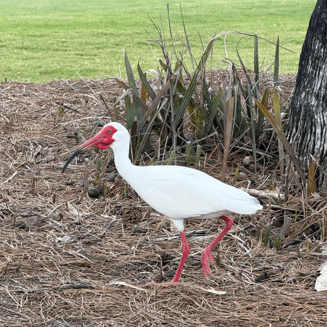 Ibis