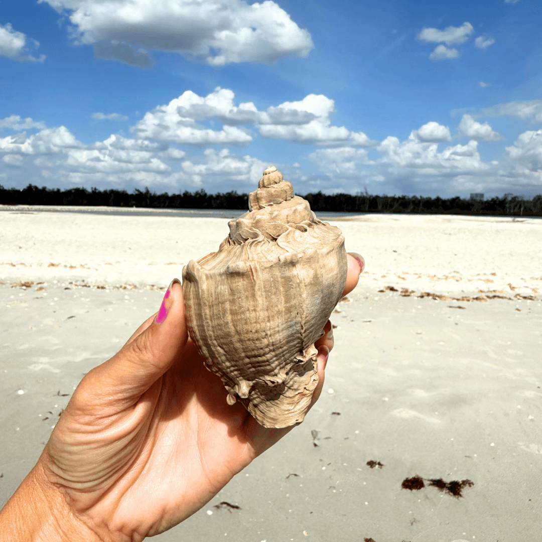 King Crown Conch Shell