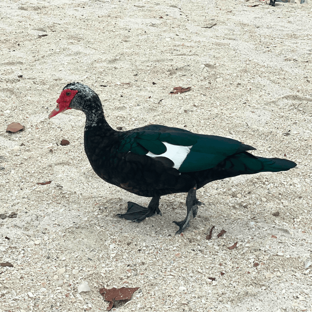 Muscovy Duck