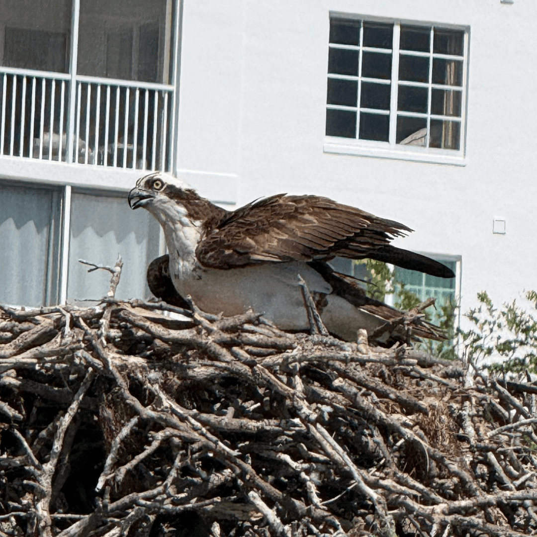 Osprey
