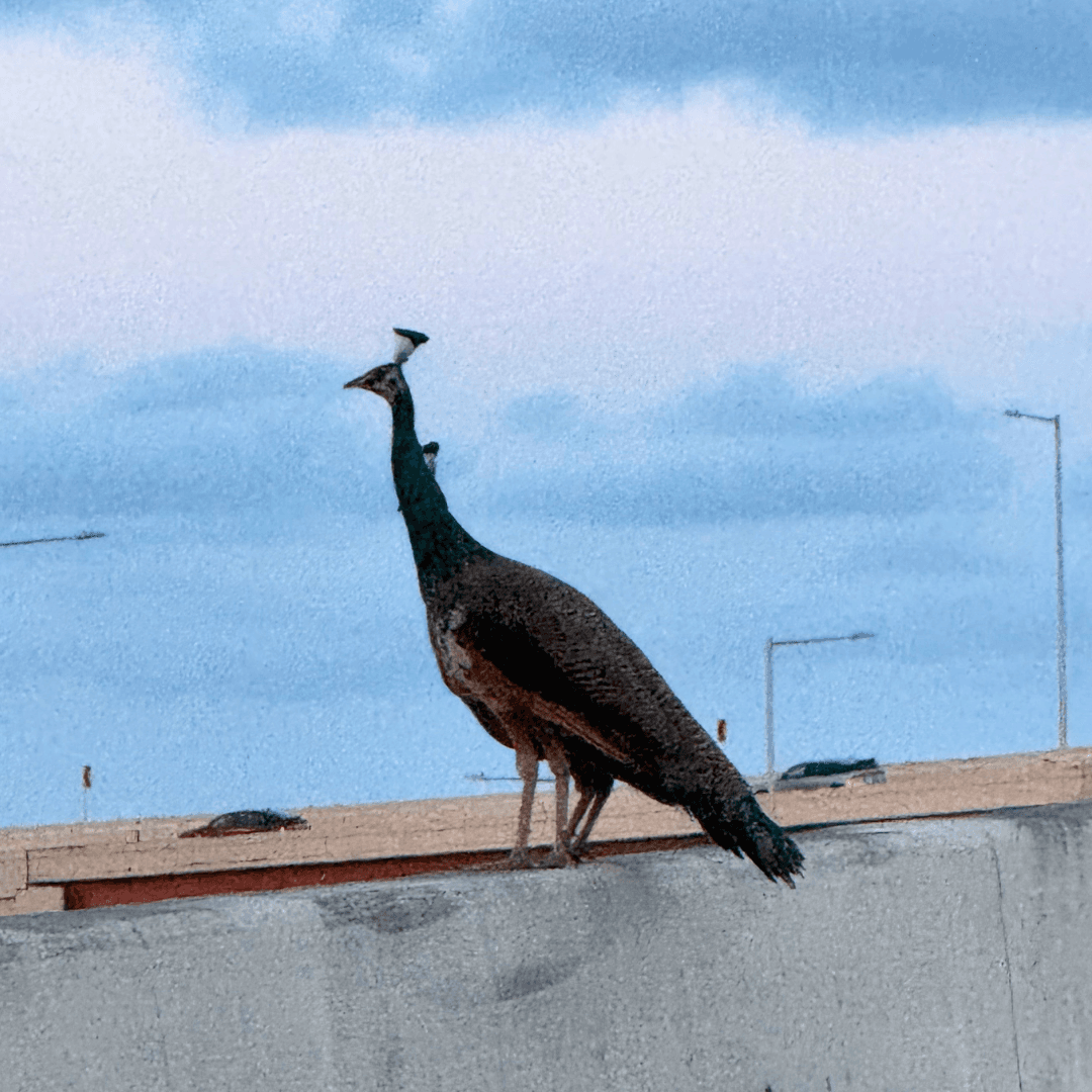 Peacock