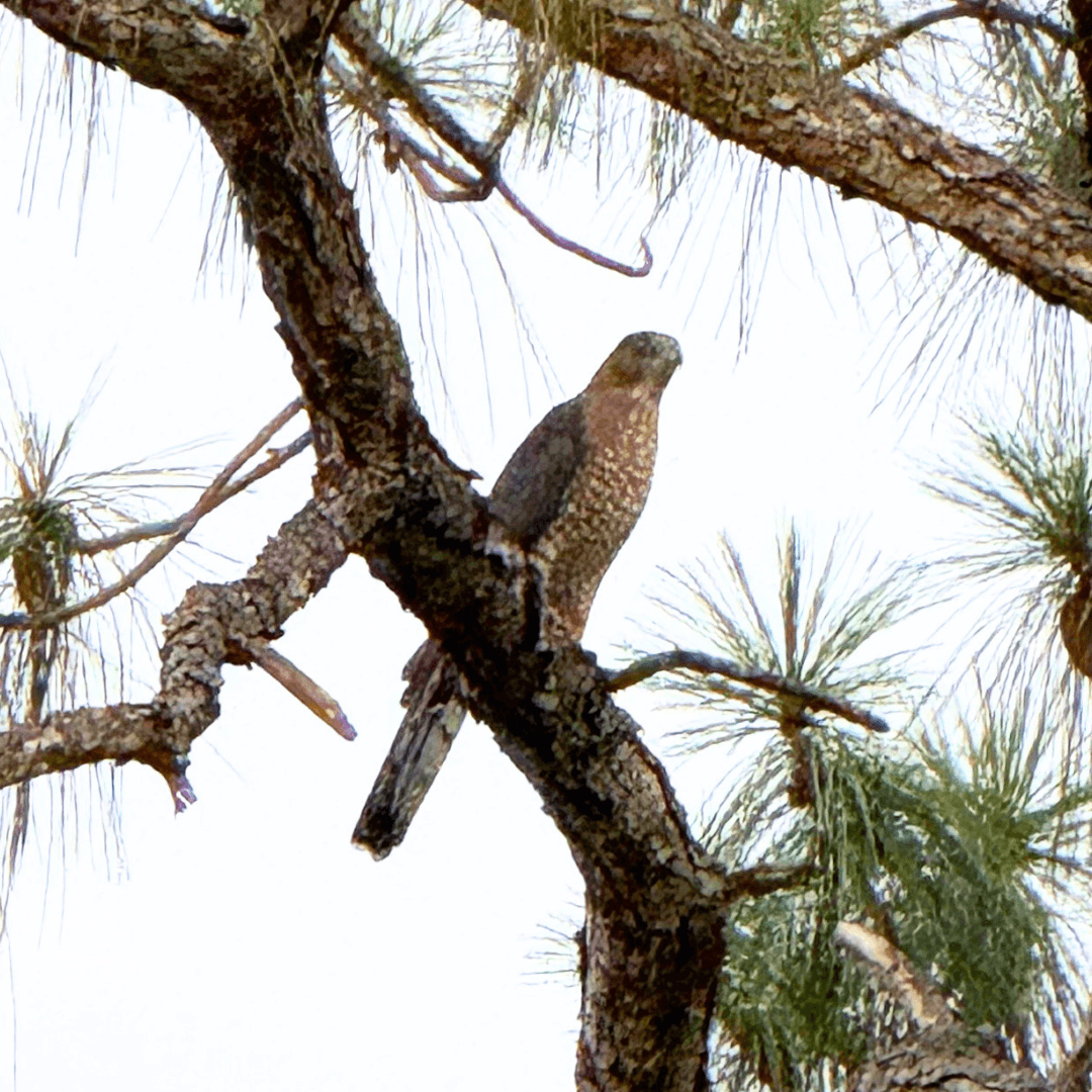 Red Shouldered Hawk