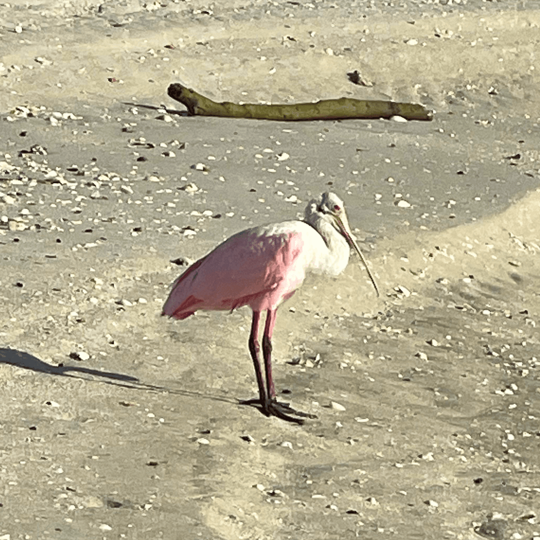 Roseate Spoonbill