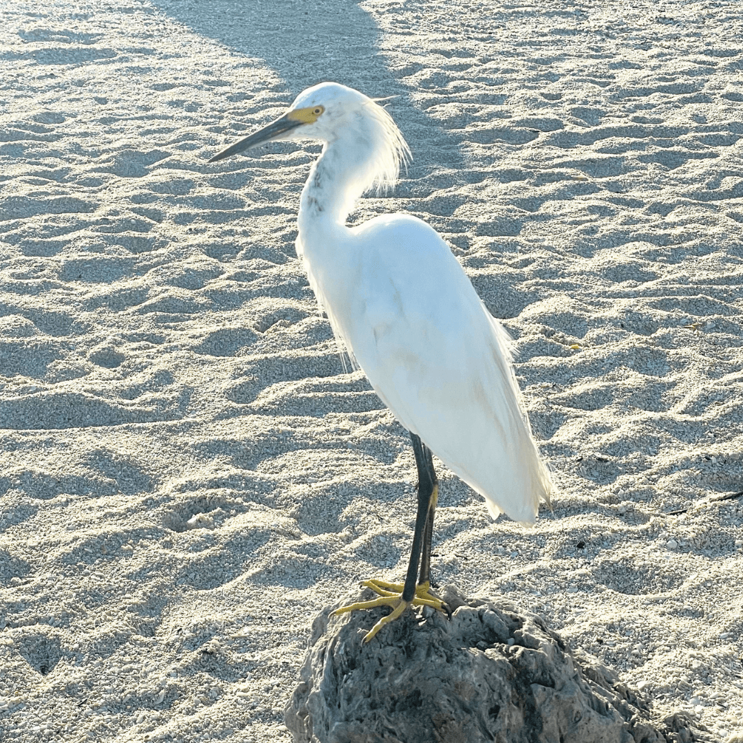 Snowy Egret